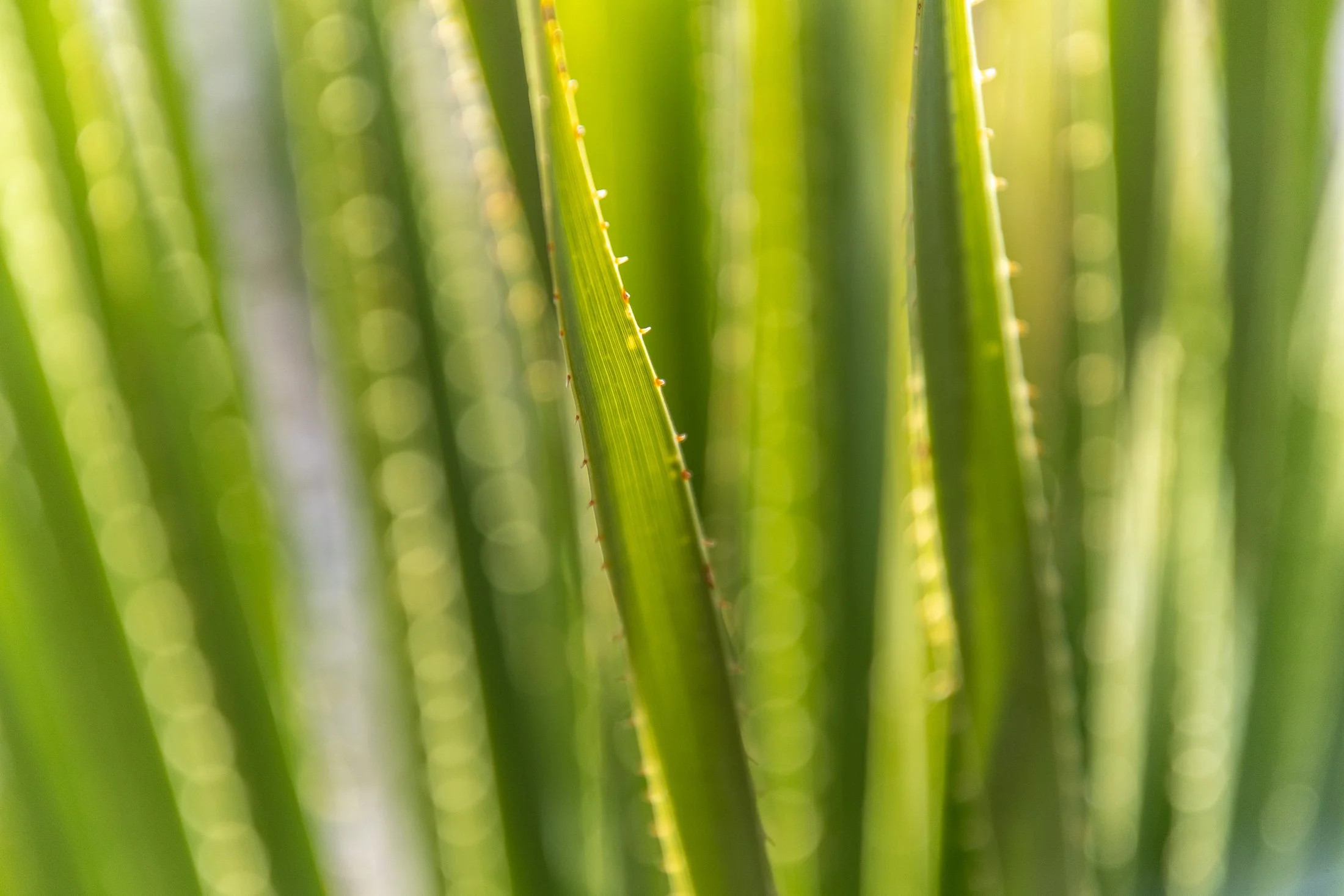 Close-up of green aloe plant leaves with small sharp spines along the edges, sunlight filtering through the leaves.