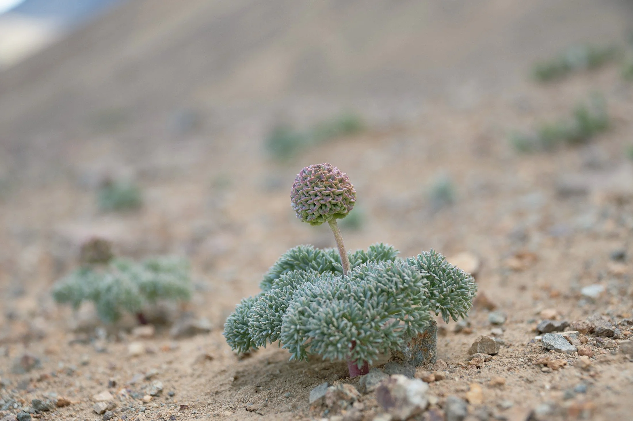 Close-up of a small succulent plant with green and purple leaves, growing in sandy soil.