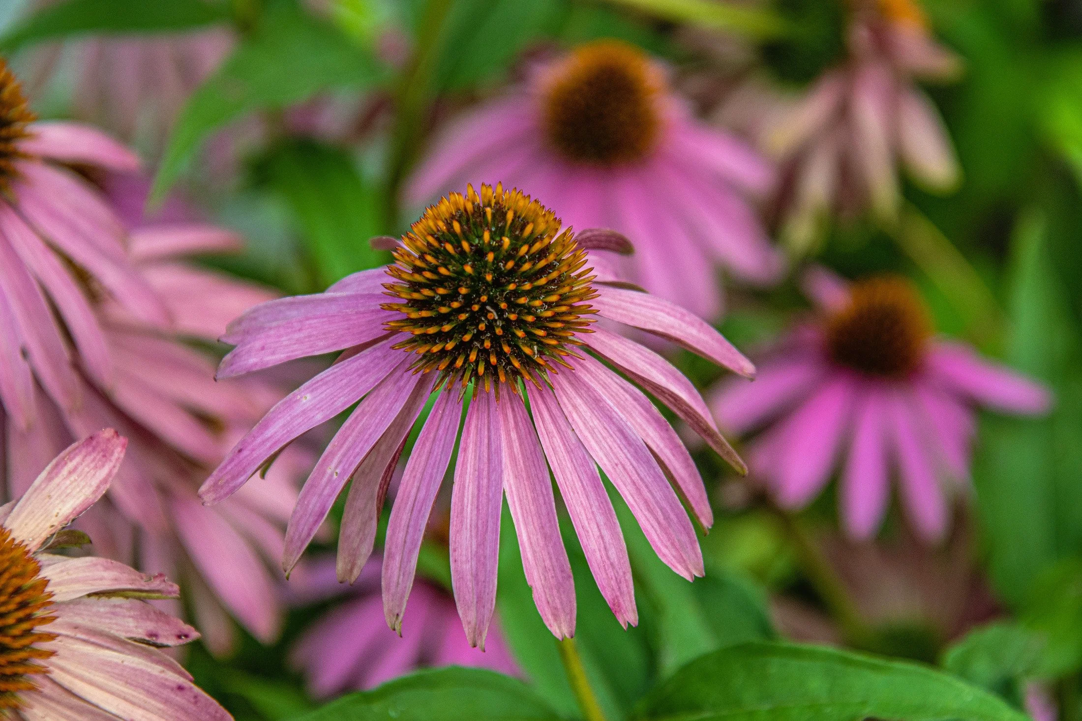 Close-up of a pink coneflower with a dark brown center and pink petals, surrounded by green leaves.