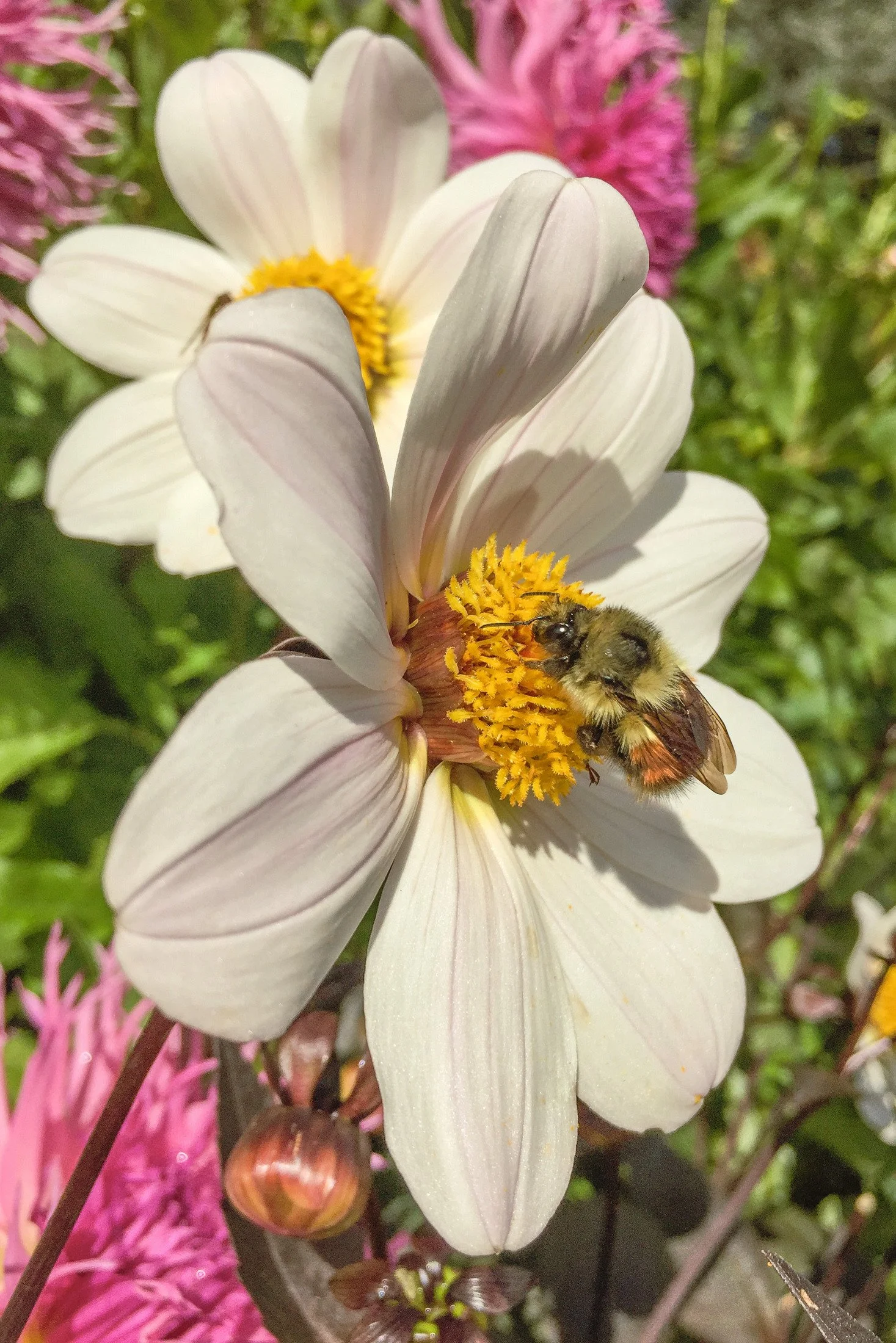 Close-up of a white flower with a yellow center, a bee collecting nectar, and pink flowers in the background.
