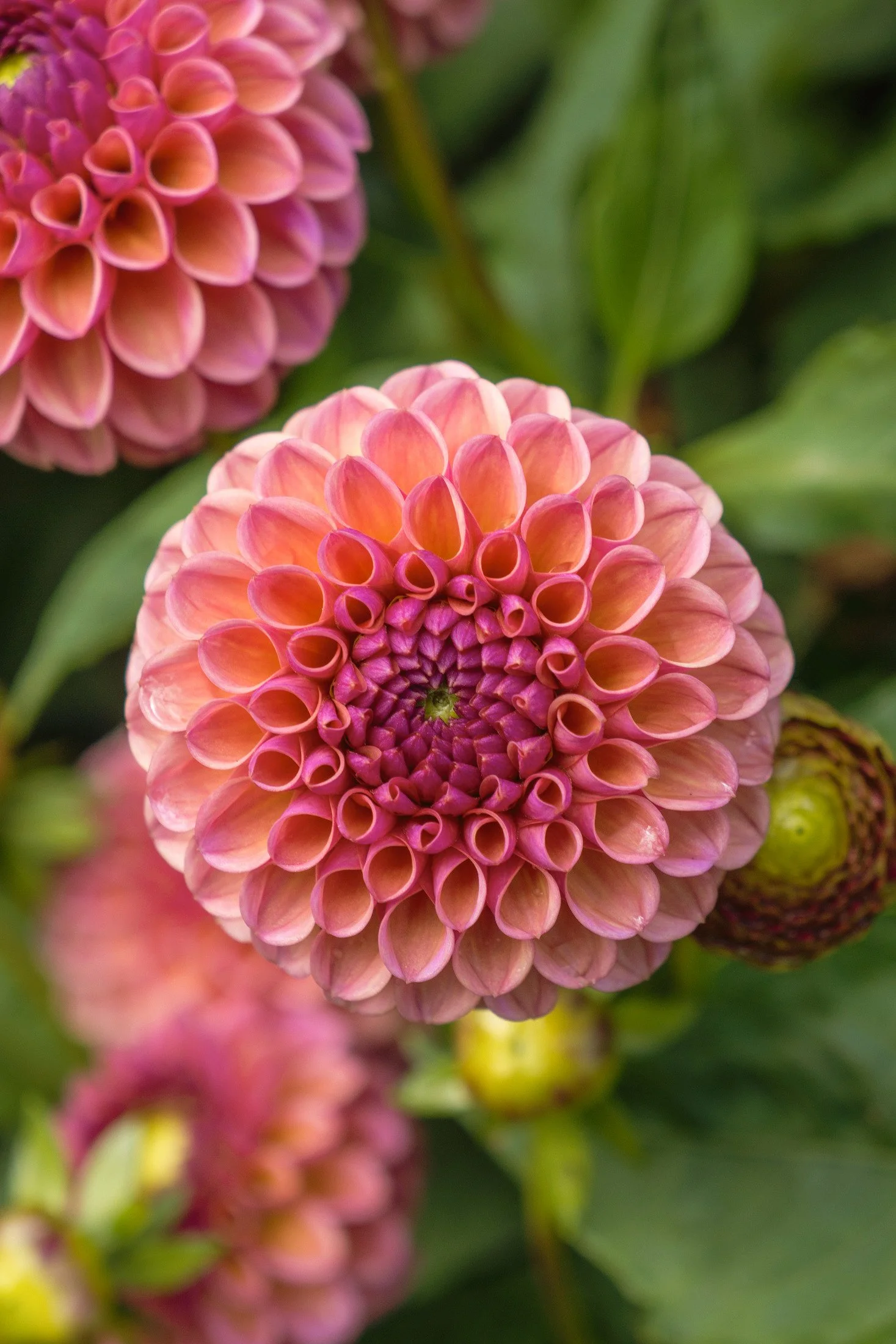 Close-up of pink dahlias flowers with green leaves in background.