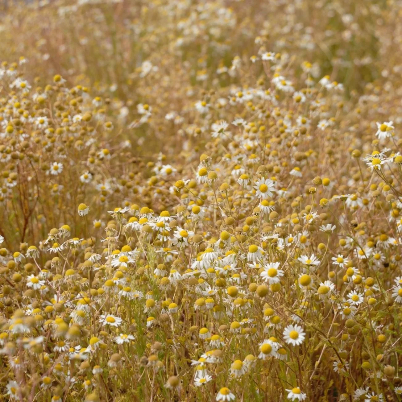 A field of small white daisies with yellow centers, densely packed and stretching into the distance.