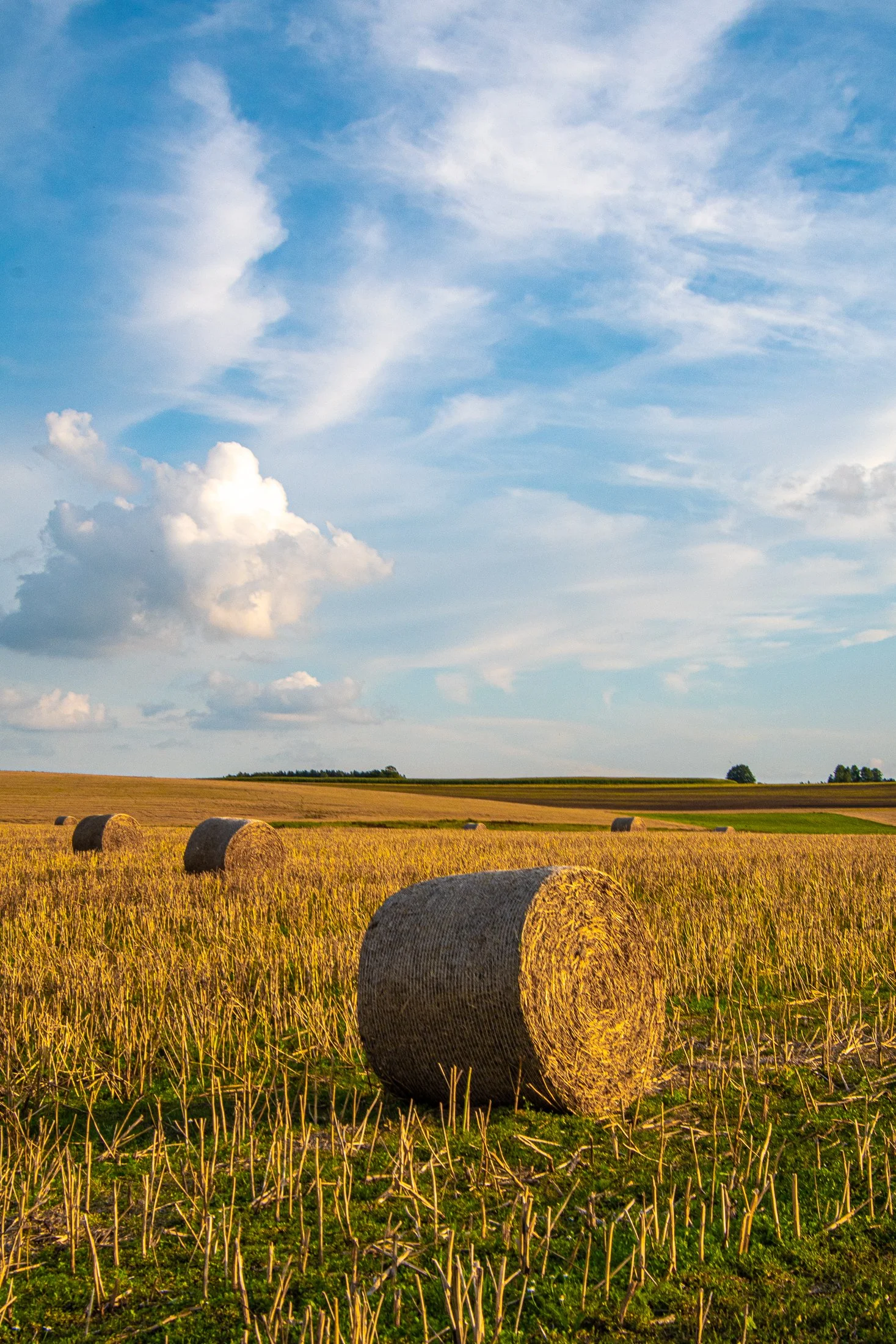 A rural field with large hay bales scattered across it, under a wide blue sky with some white clouds.