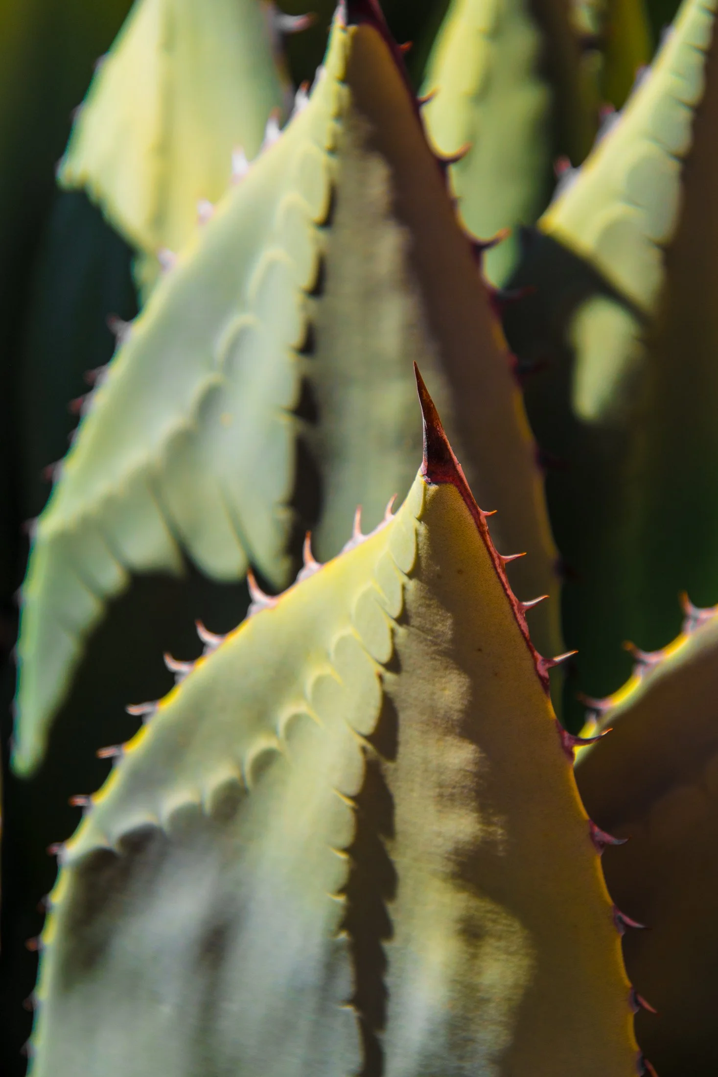 Close-up of a green cactus with sharp reddish-brown spines along the edges of its thick, fleshy pads.