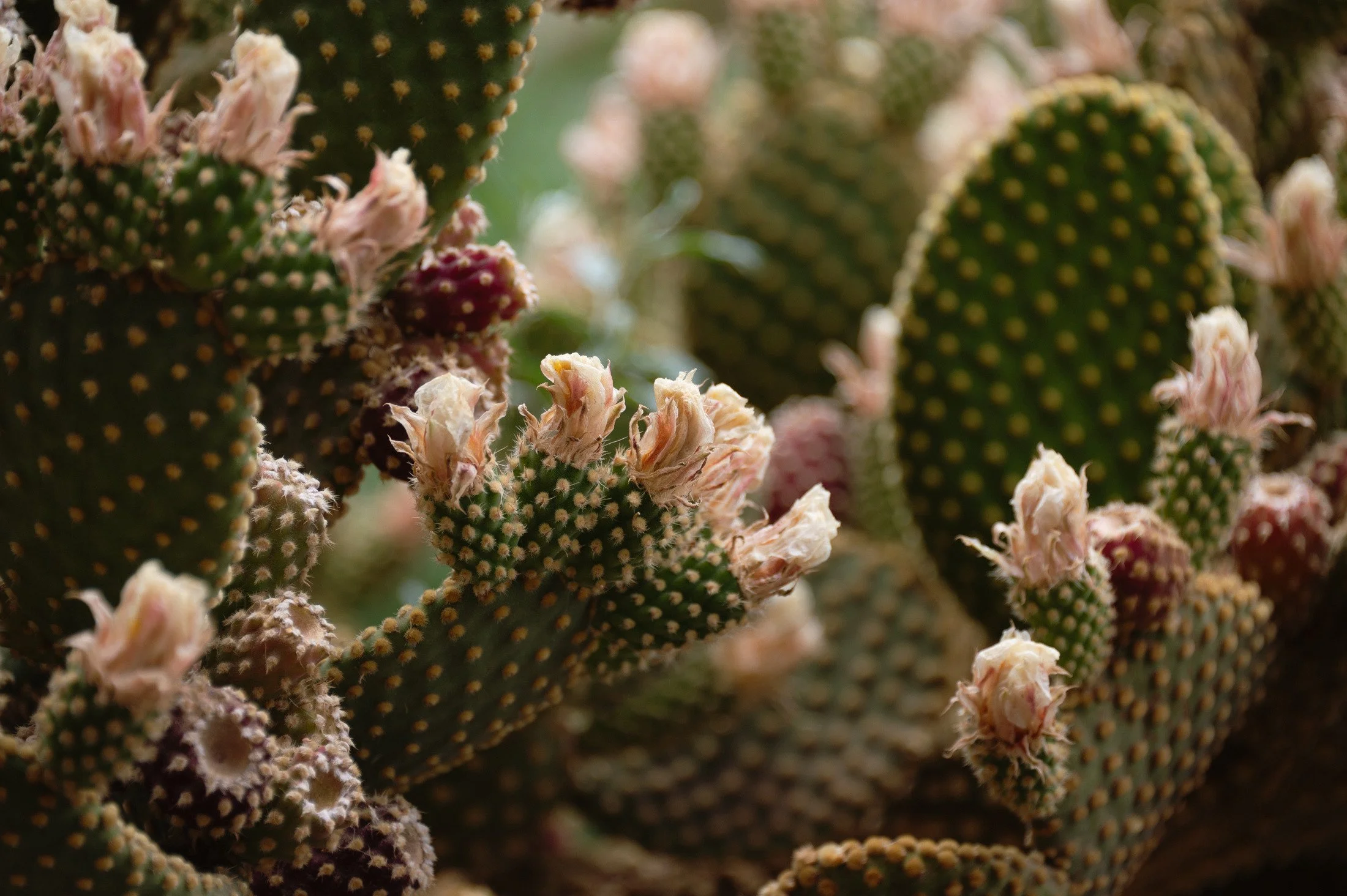 Close-up of prickly pear cactus pads with numerous yellow-spined bumps and pinkish-white flowers in bloom.