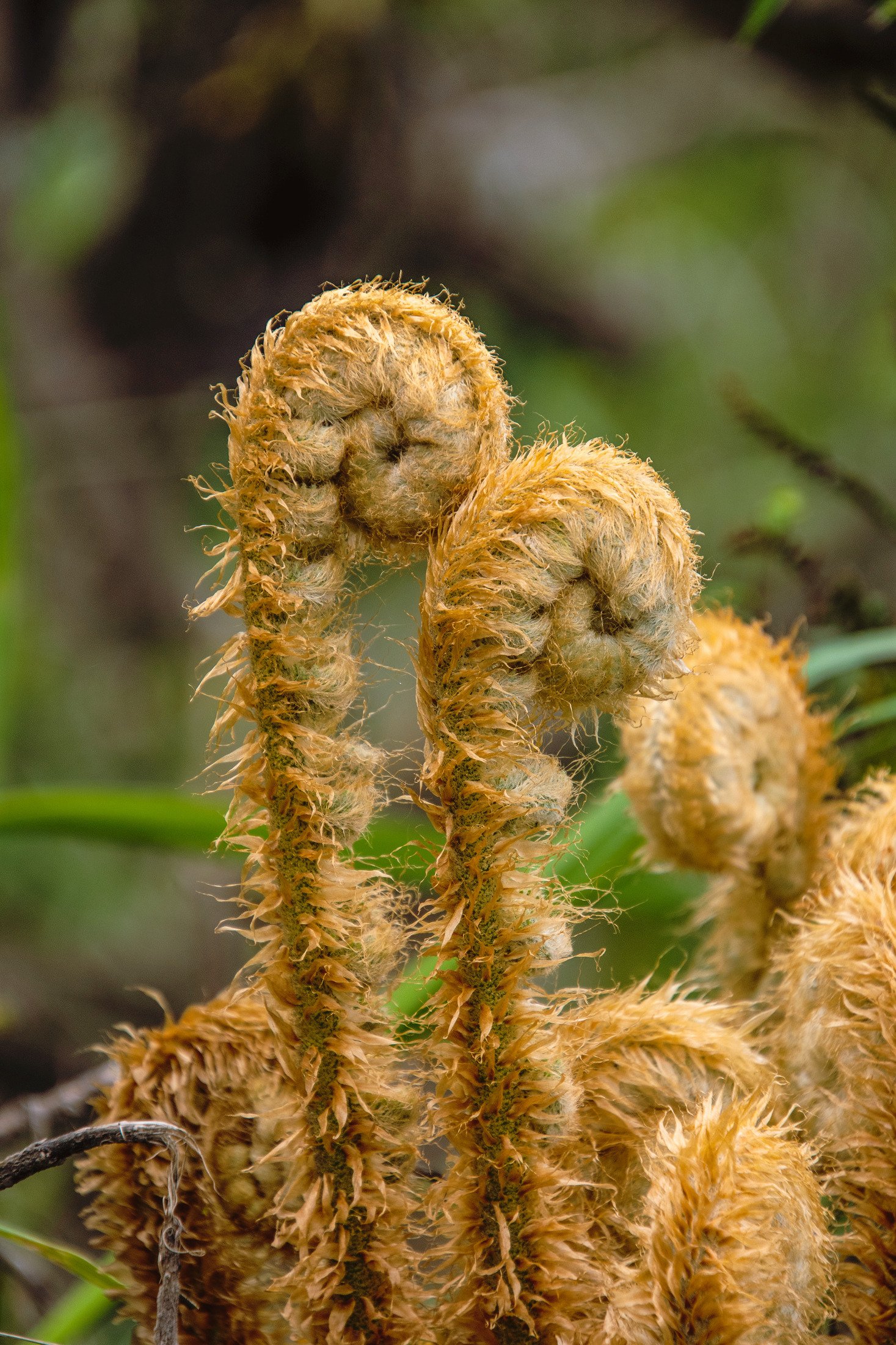 Close-up of dried, curly plant stems with a brownish-yellow color and fuzzy texture, against a blurred natural background.