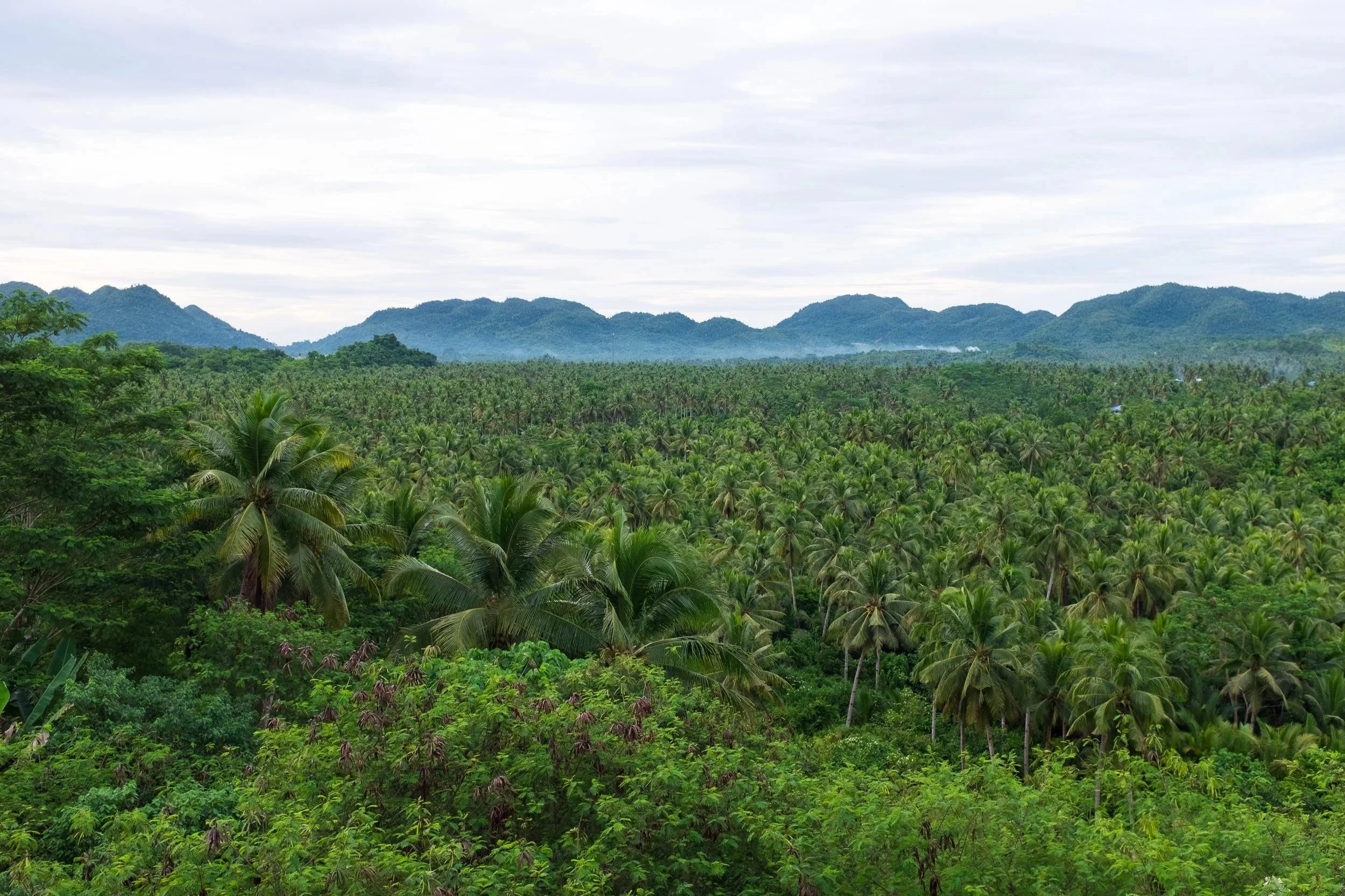 Coconut plantage in front of mountain in Siargao Island Philippines