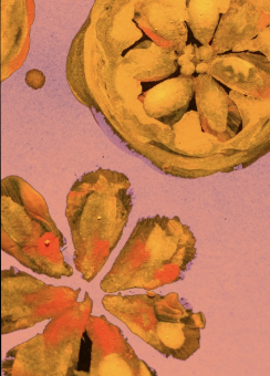 Screenshot 2026-02-12 at 20.53.20.png