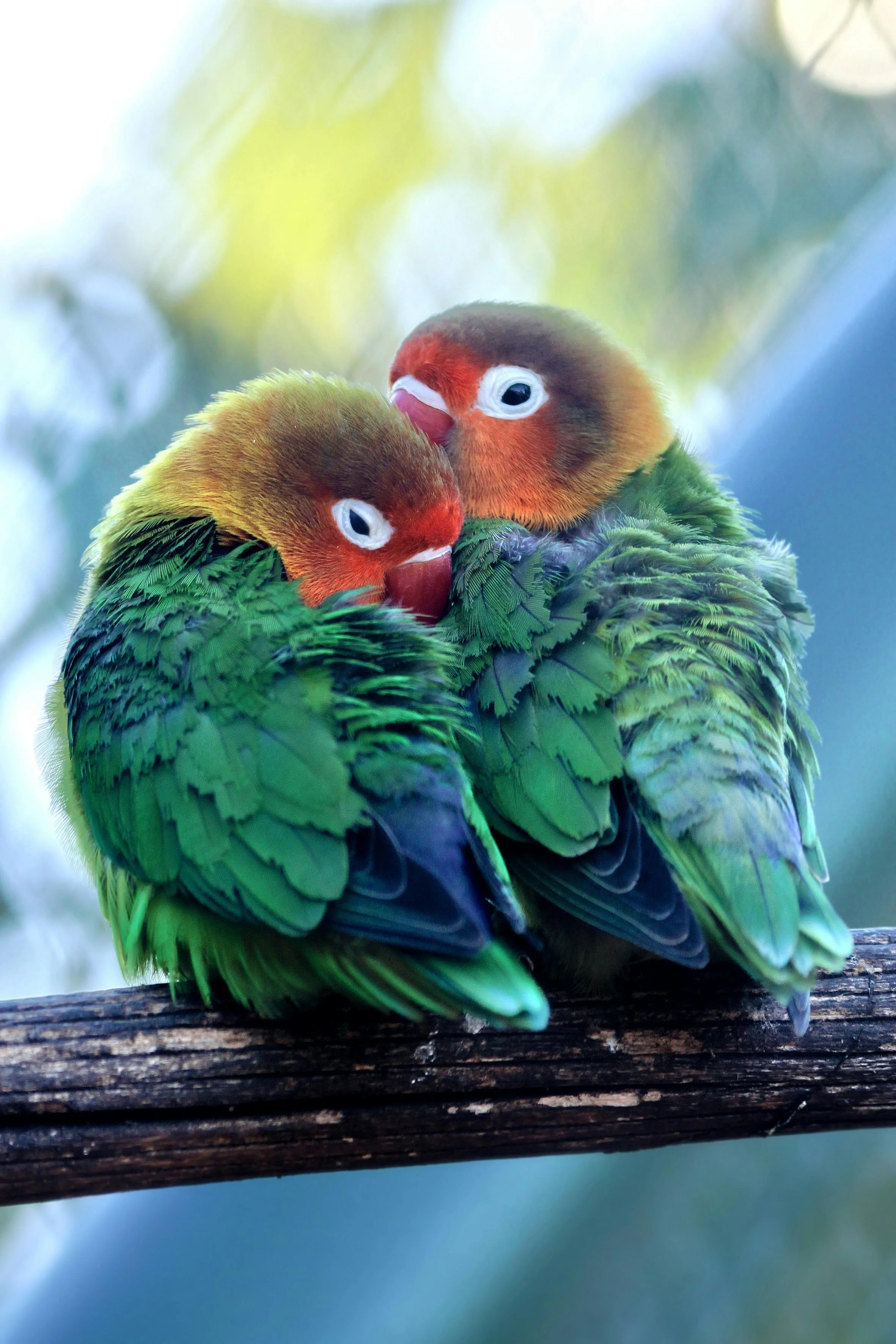 Two colorful parrots cuddling on a tree branch, with green and orange feathers and white eye rings, relationship, counselling.