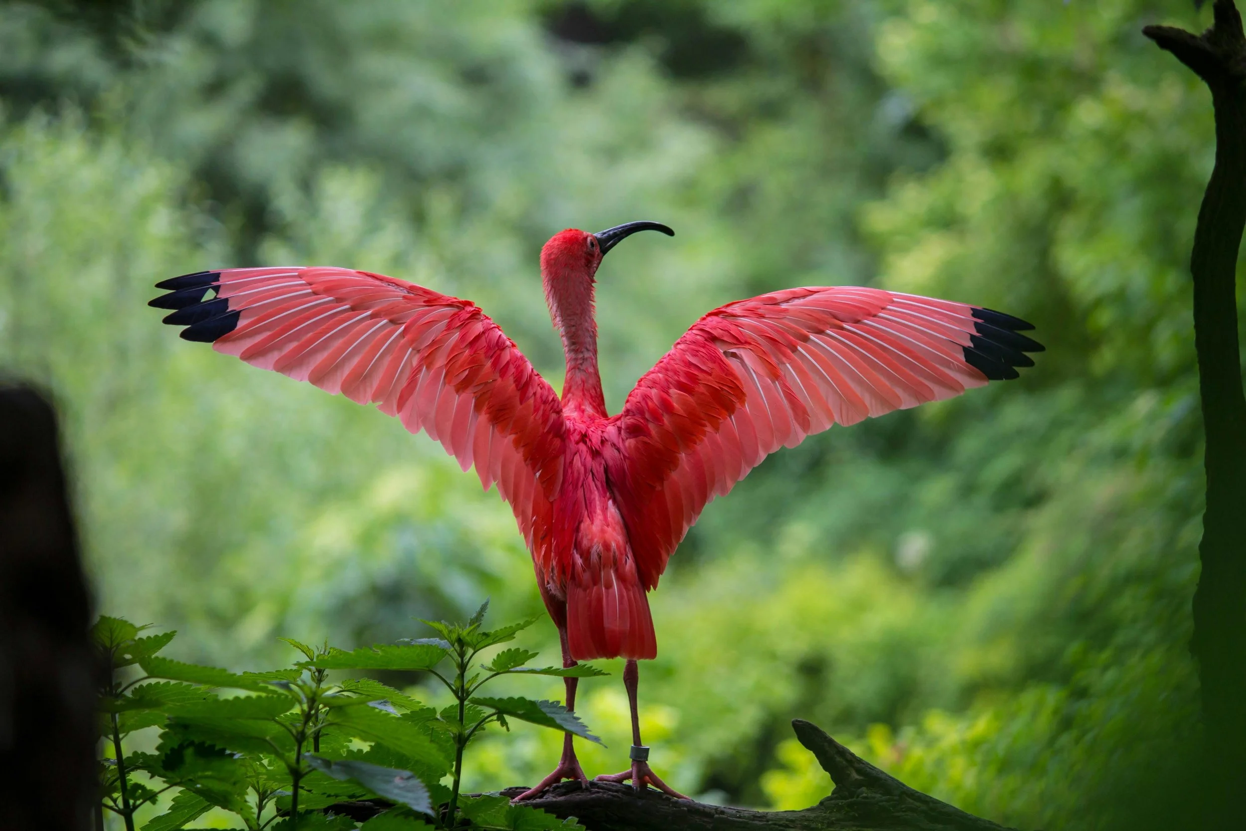 A pink flamingo with wings spread wide, standing on a branch in a lush green forest, feminine, menopause, ageing, women, challenges, fear.