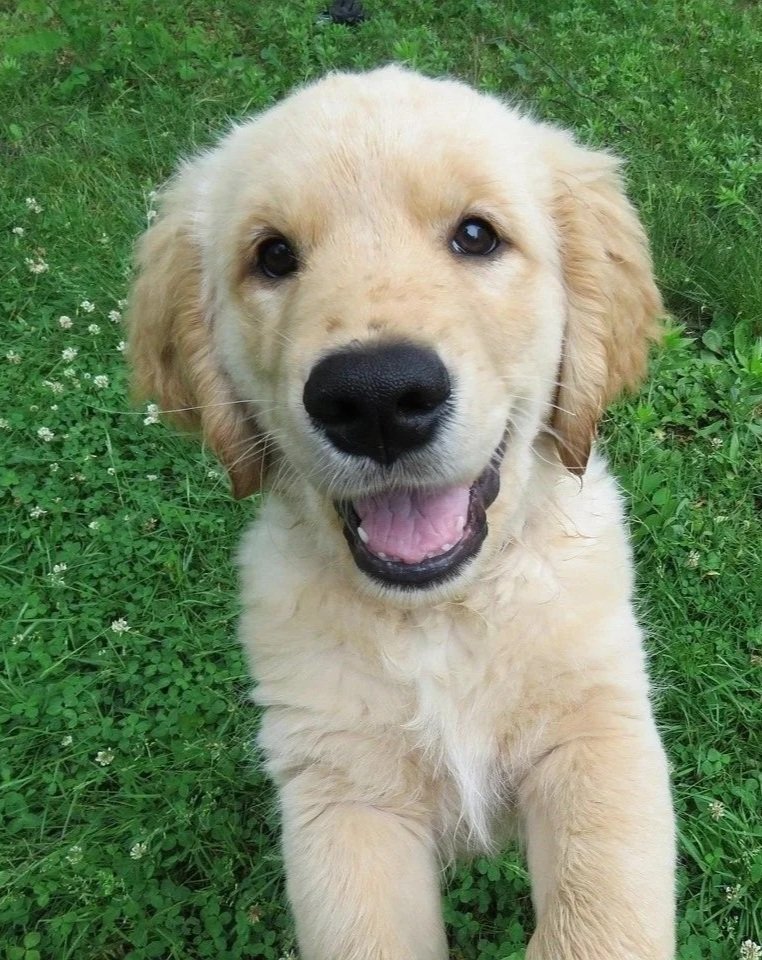Puppy fun at Geelong & Surf Coast Dog Co.
