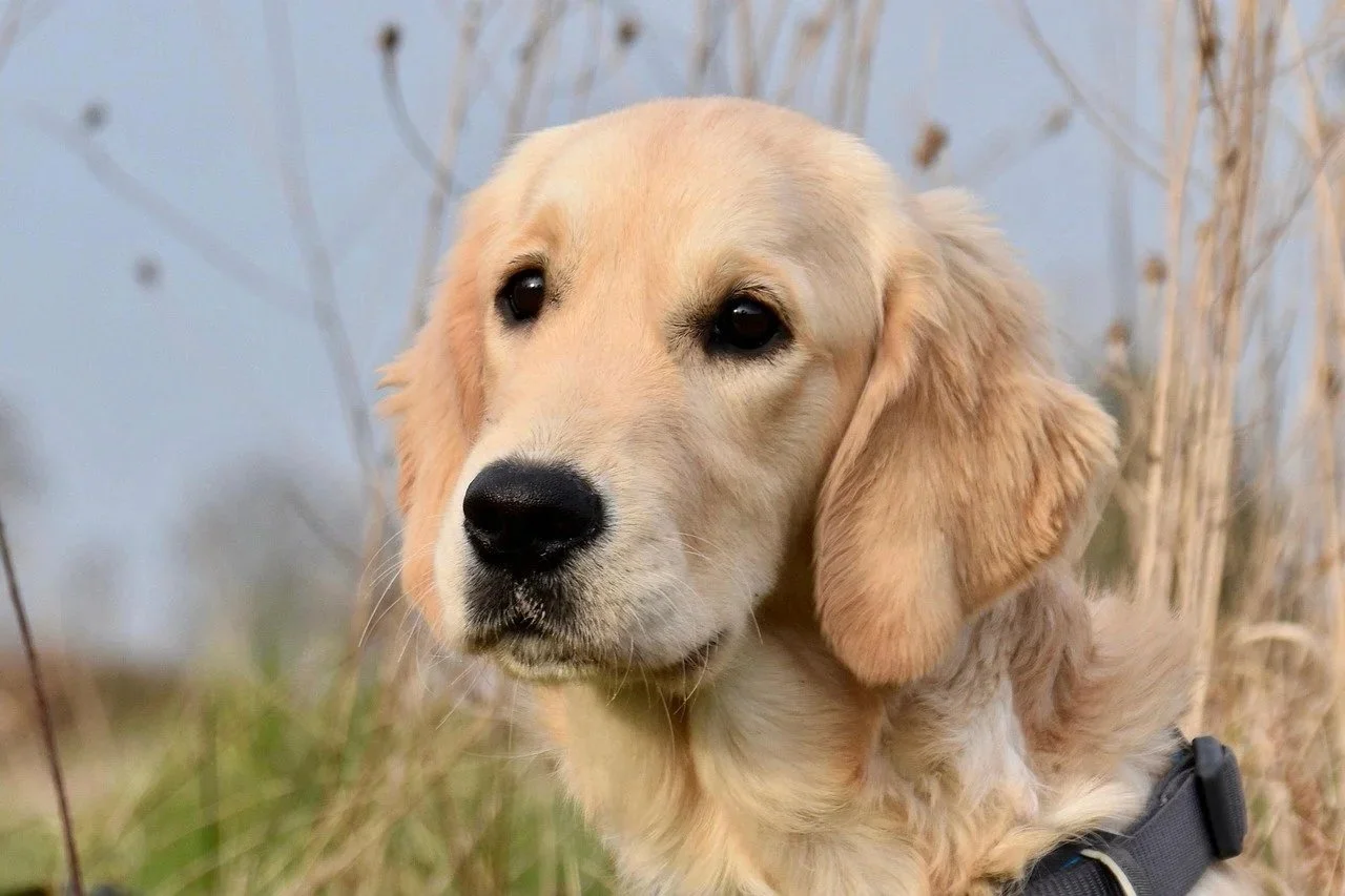 Close-up of a golden retriever puppy outdoors with tall grass and a cloudy sky in the background.