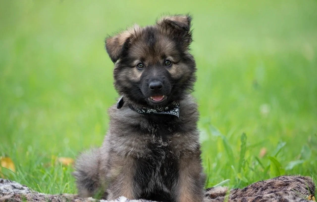 Positive puppy training class at Geelong & Surf Coast Dog Co