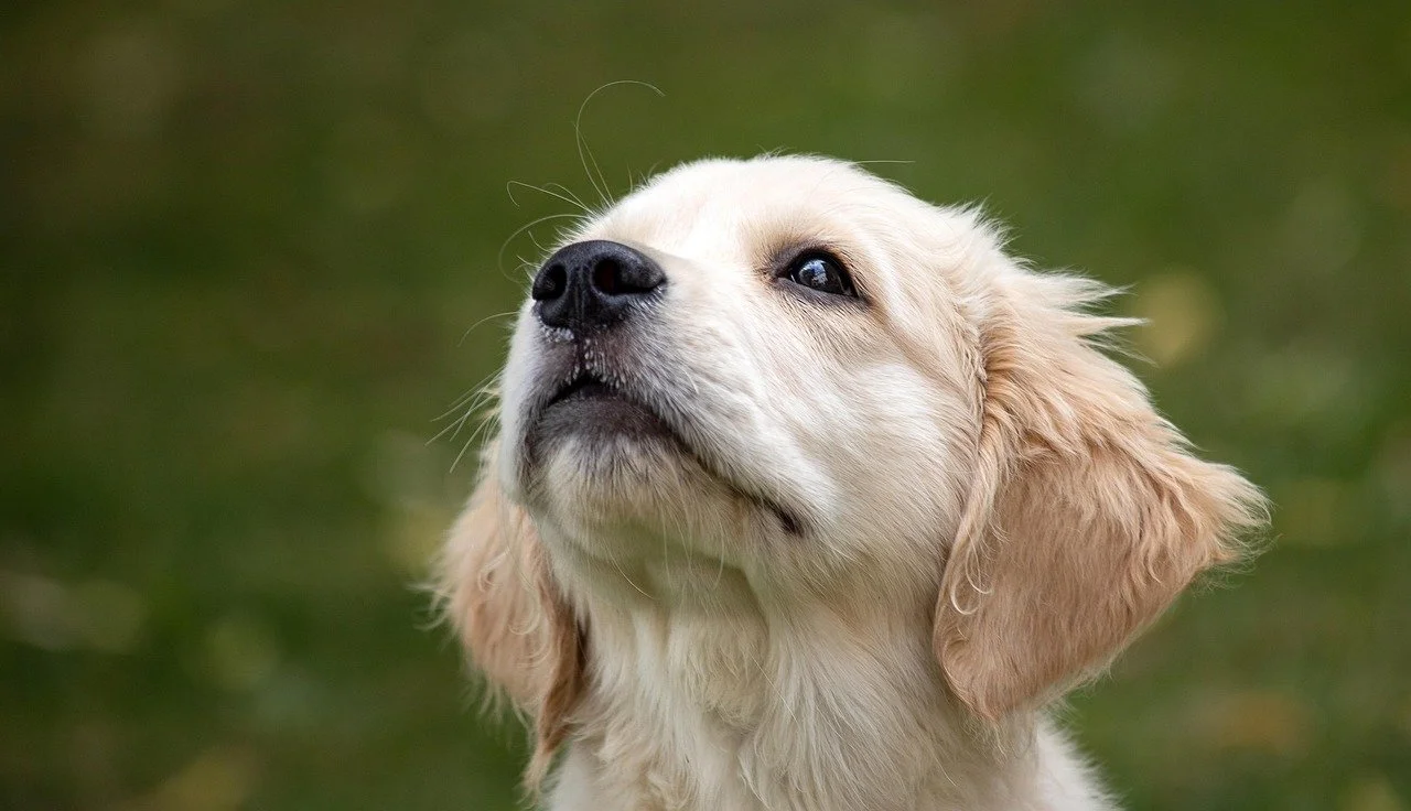 Puppy school class in Torquay on the Surf Coast