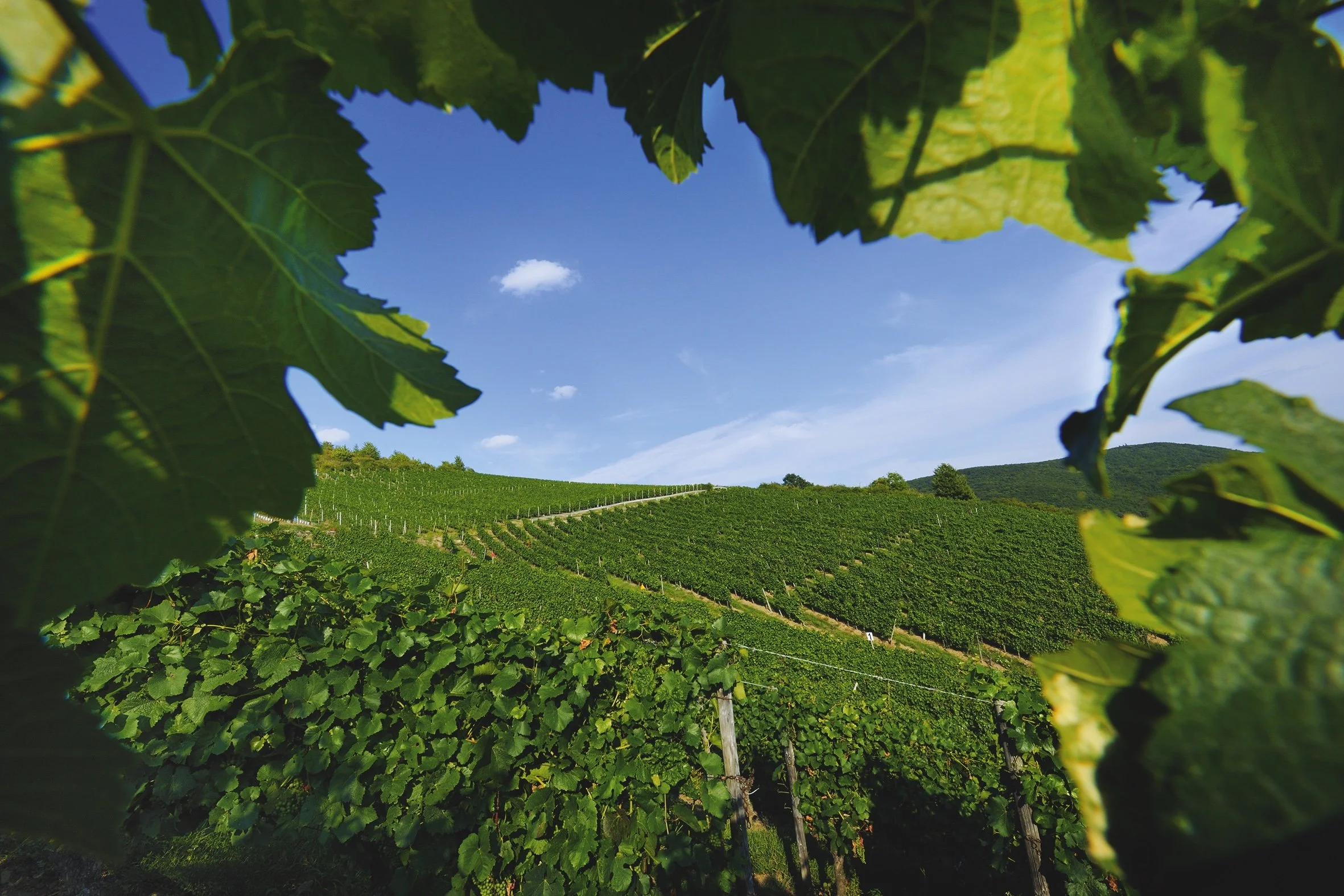 WeinbergKapellenberg┬®Frank Schmidt (1).jpg