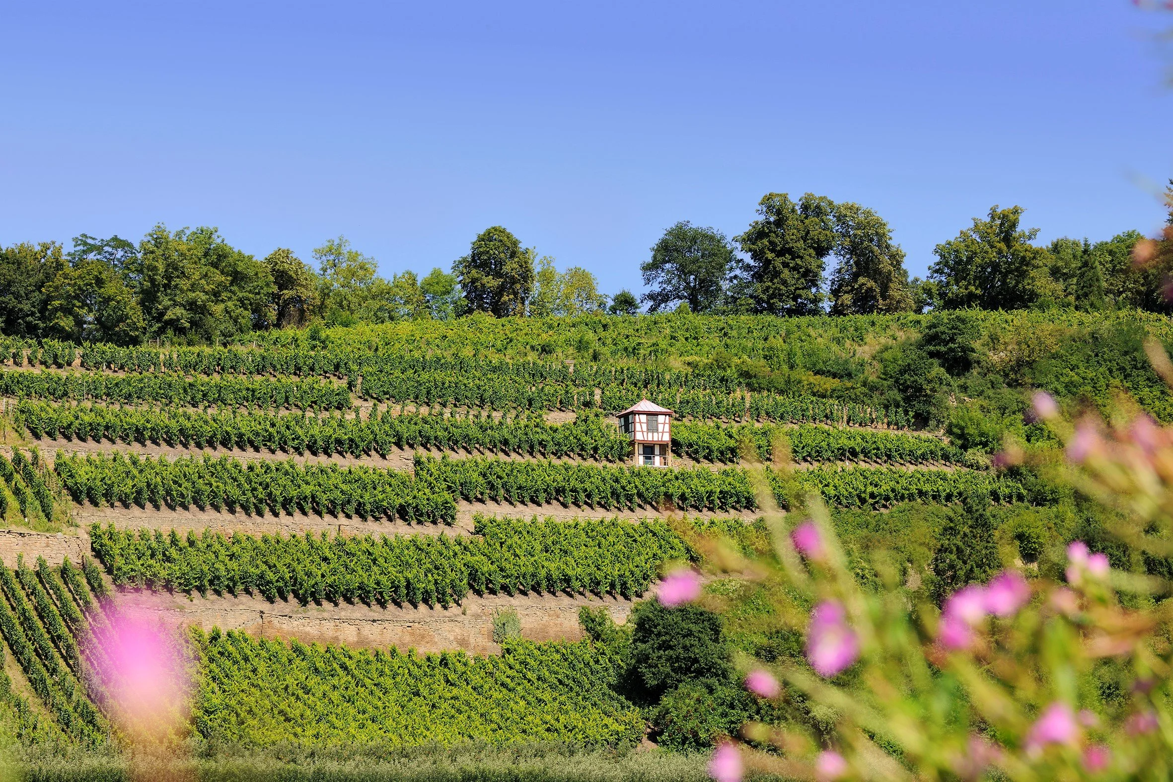 Disibodenberg II (1).jpg