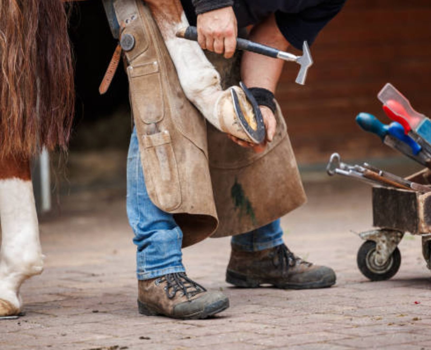 Farrier shoeing a horse, man in work apron holding horse's hoof, tools in a nearby box