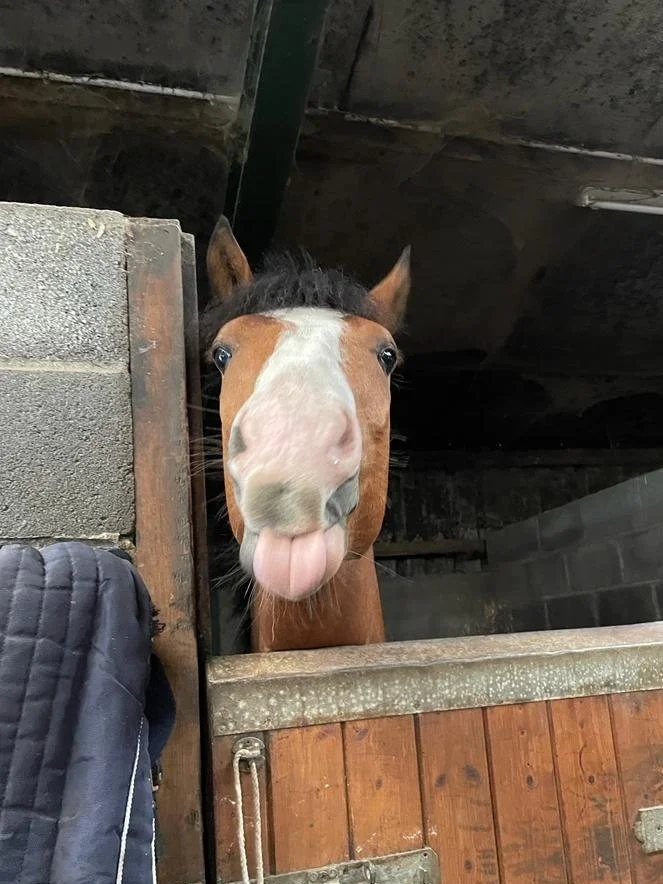 A horse standing inside a stable door, sticking its tongue out and facing the camera.