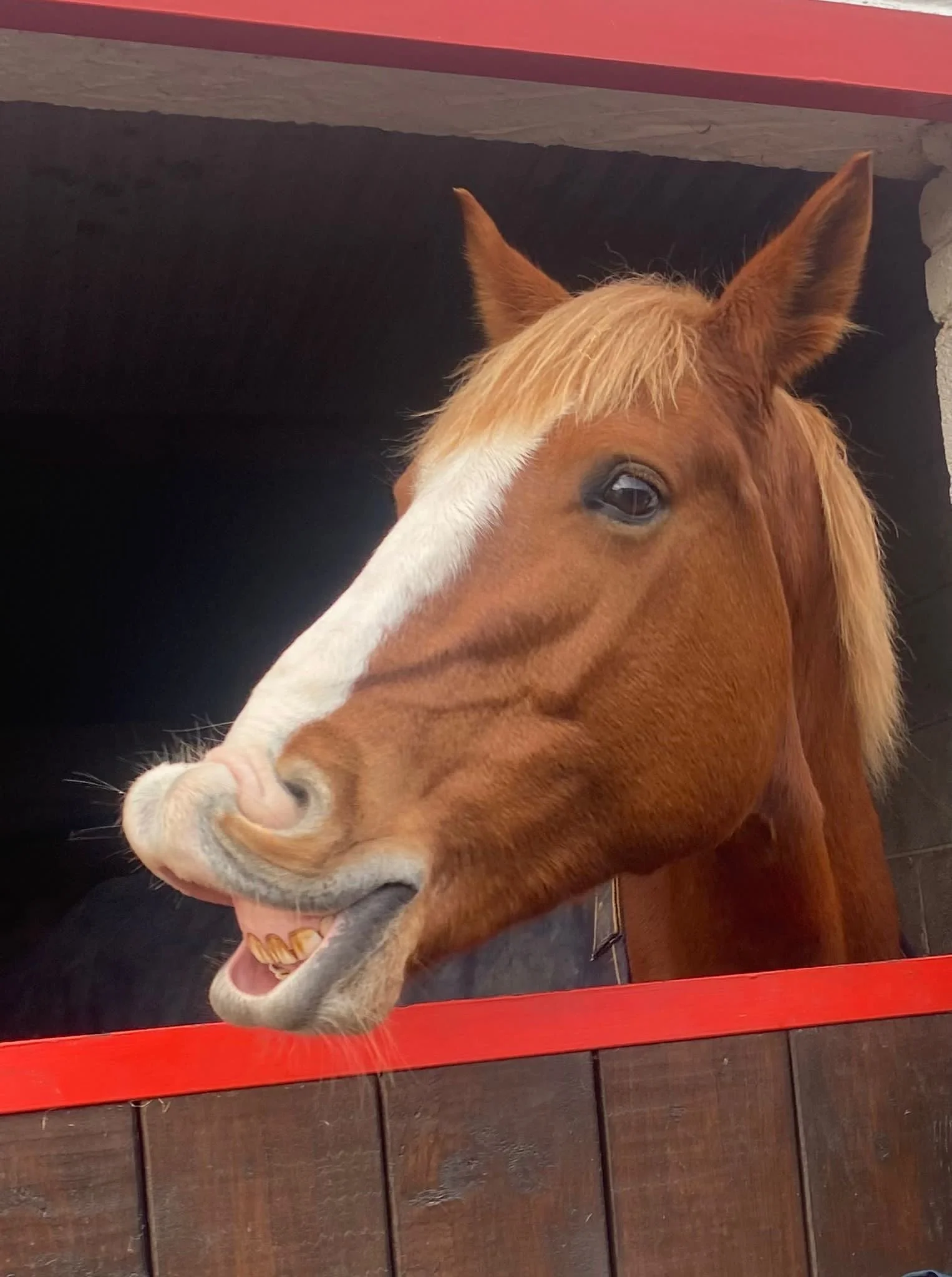 A chestnut horse with a white blaze on its face is sticking its tongue out and showing its teeth.