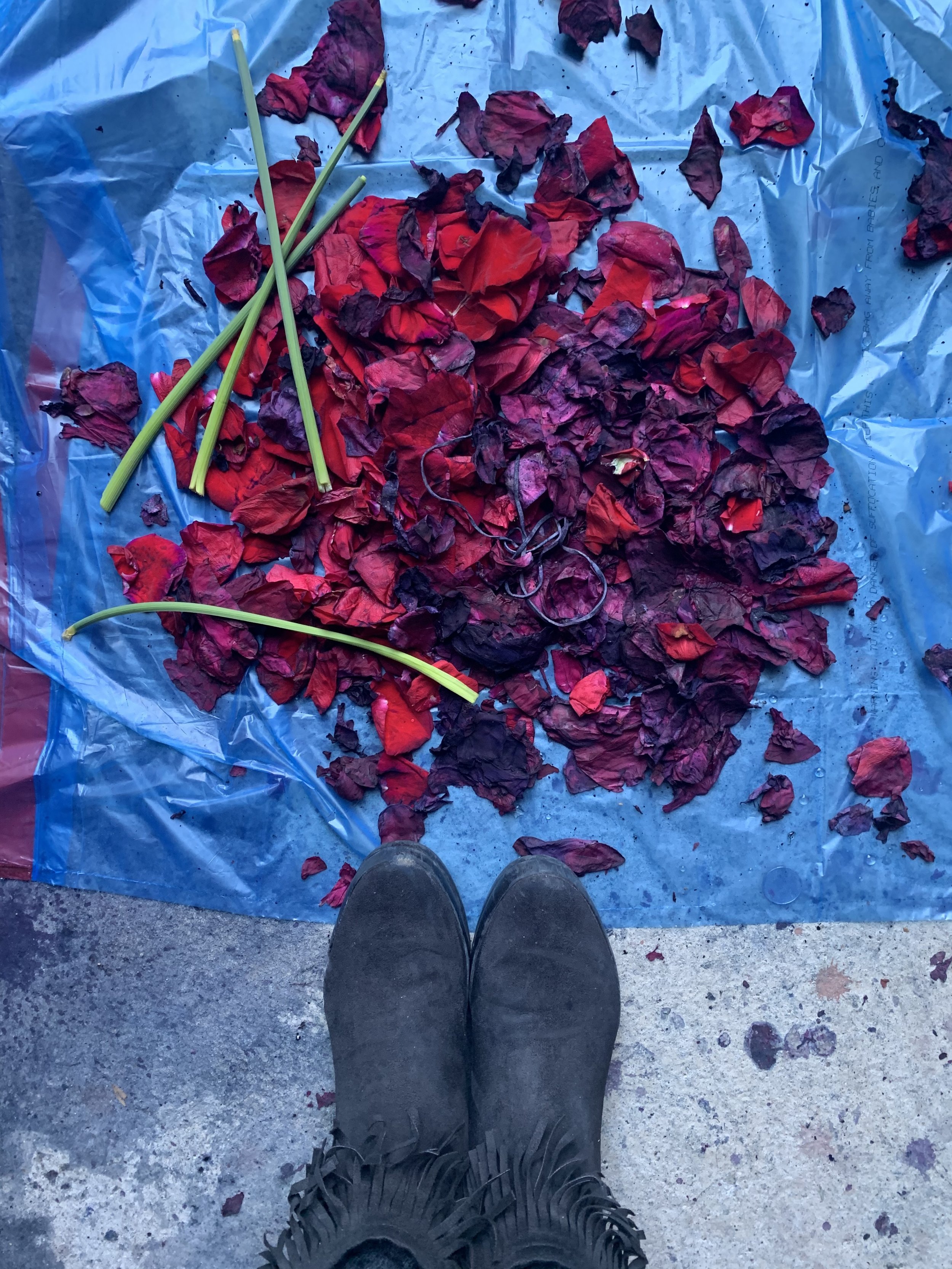 ROse petals flower dye.jpg