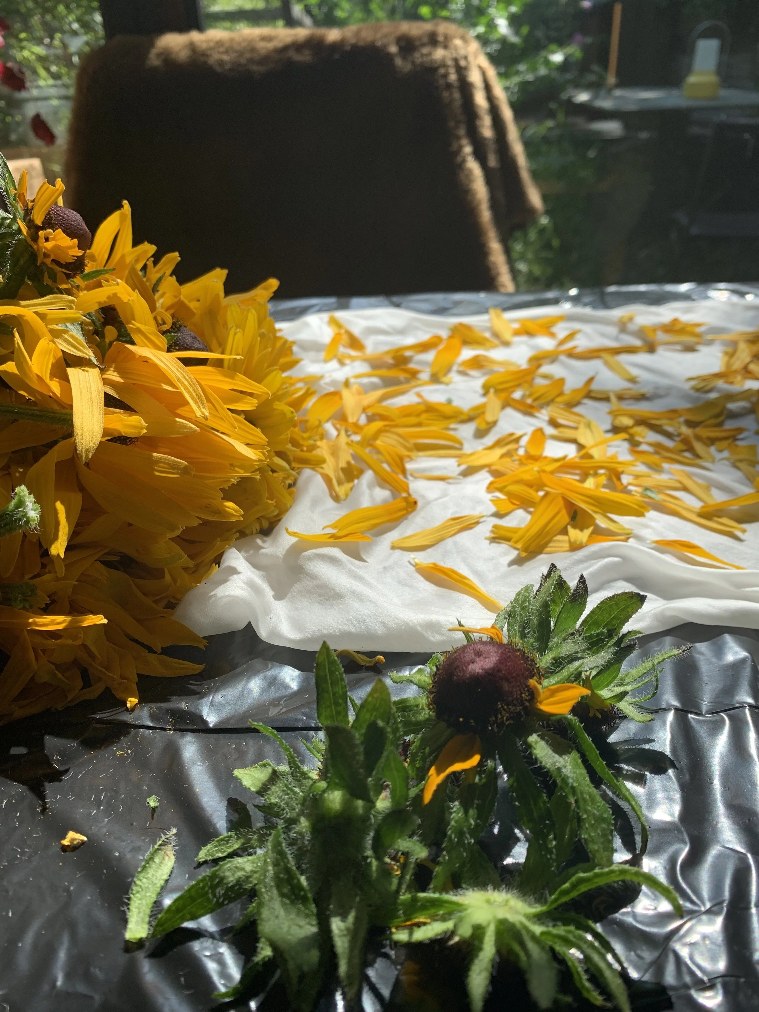 black eyed susan flower dye.jpg