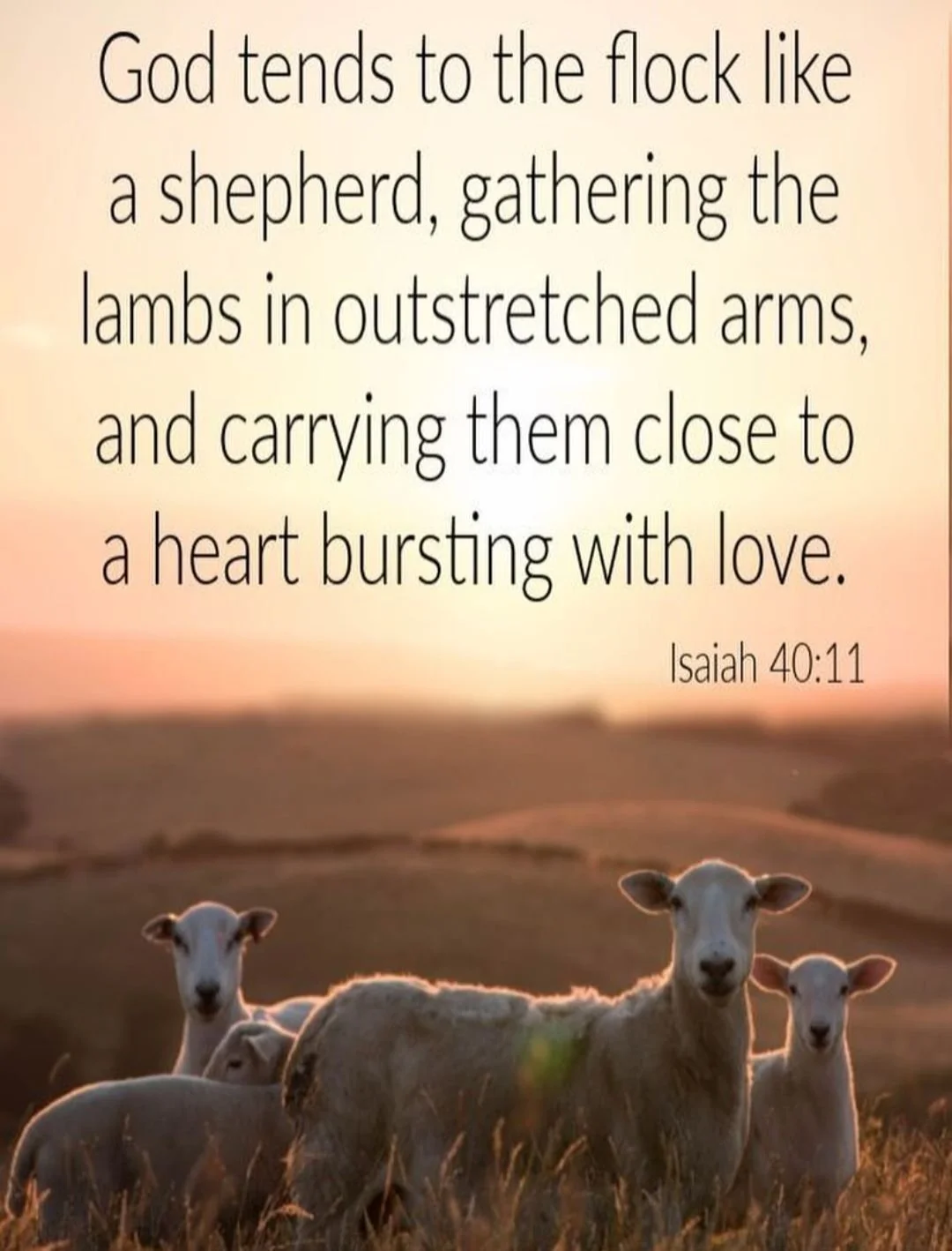 Isaiah 40v11.jpg