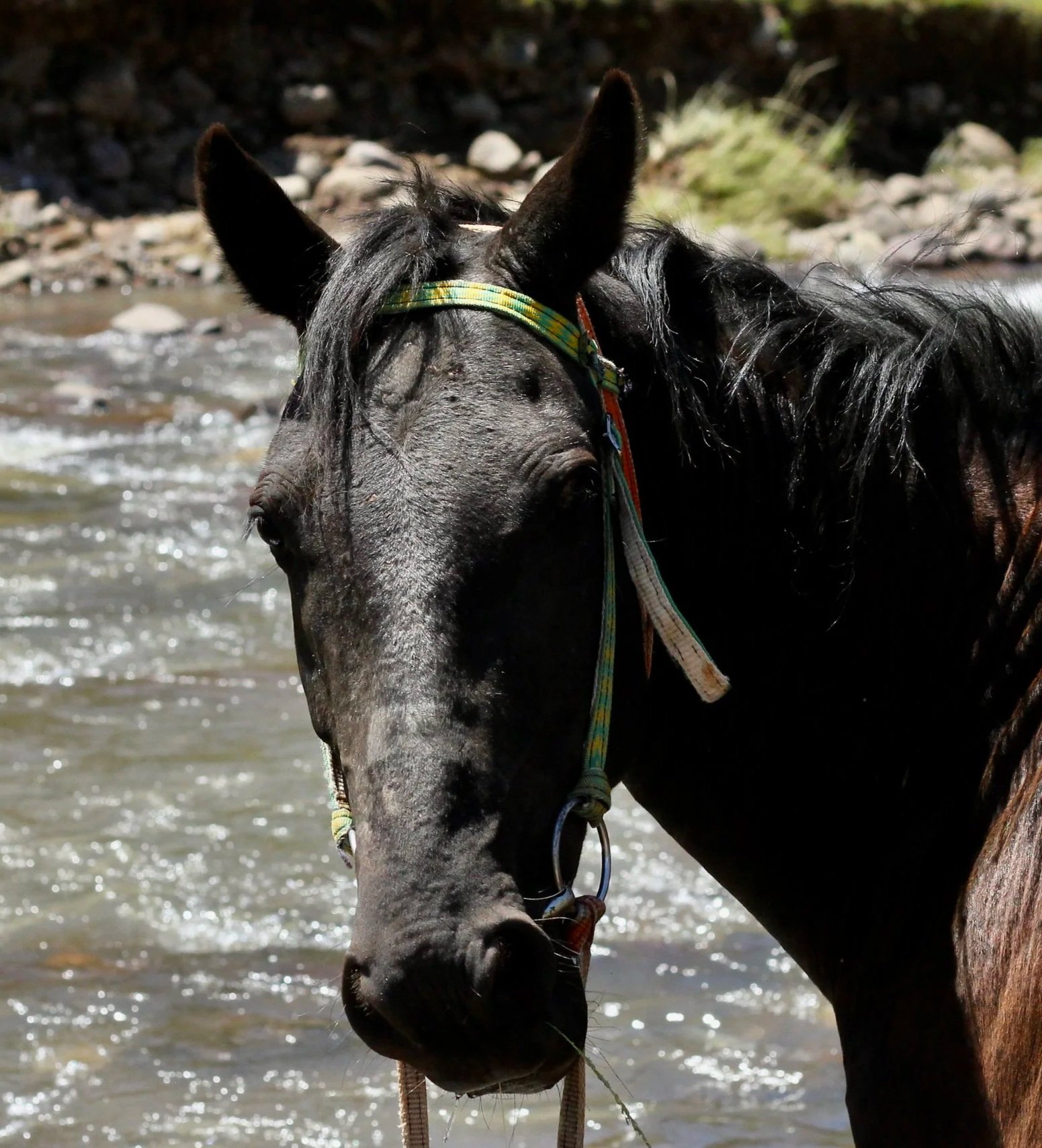 BASOTHO PONY