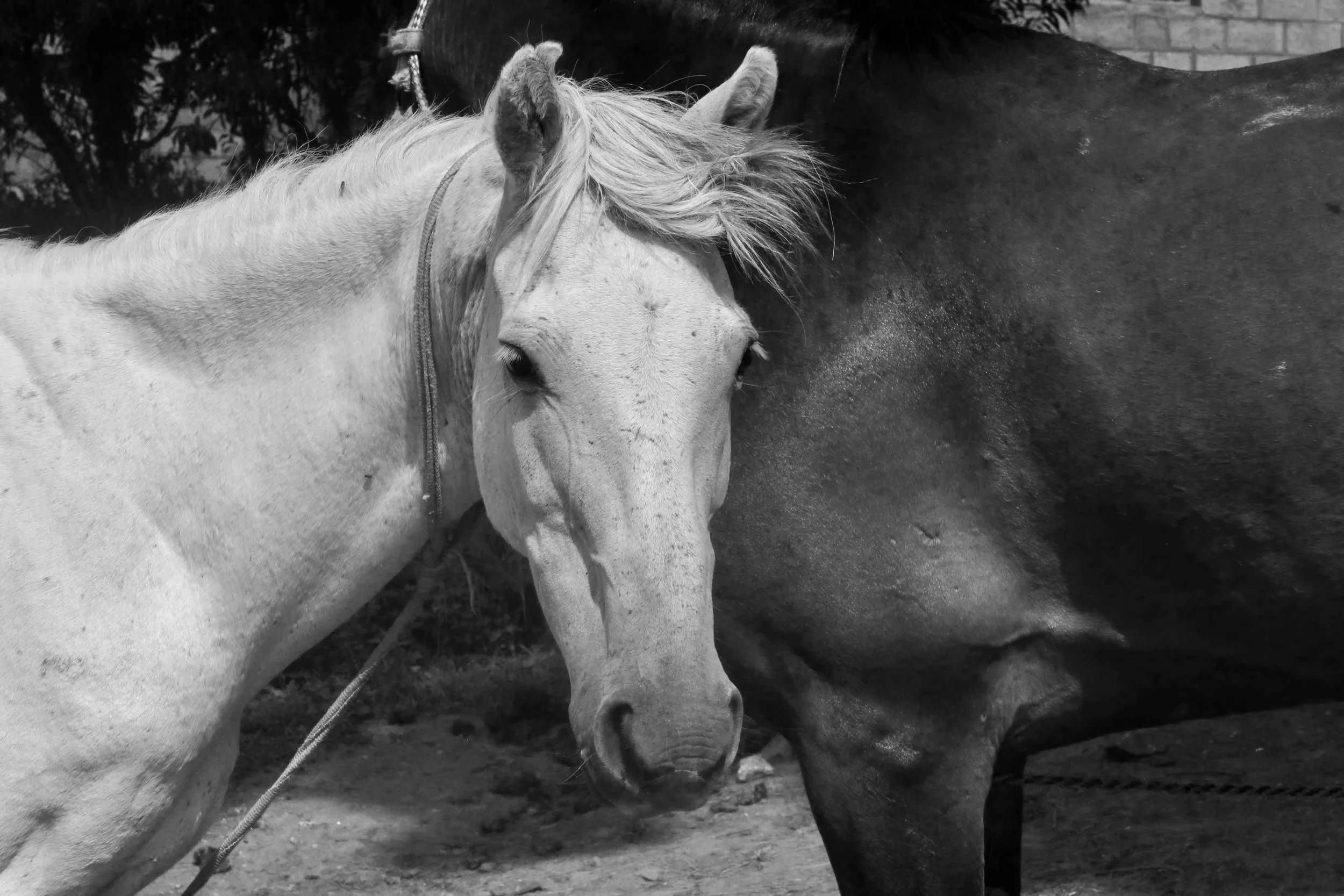 Lesotho: The Basotho Pony