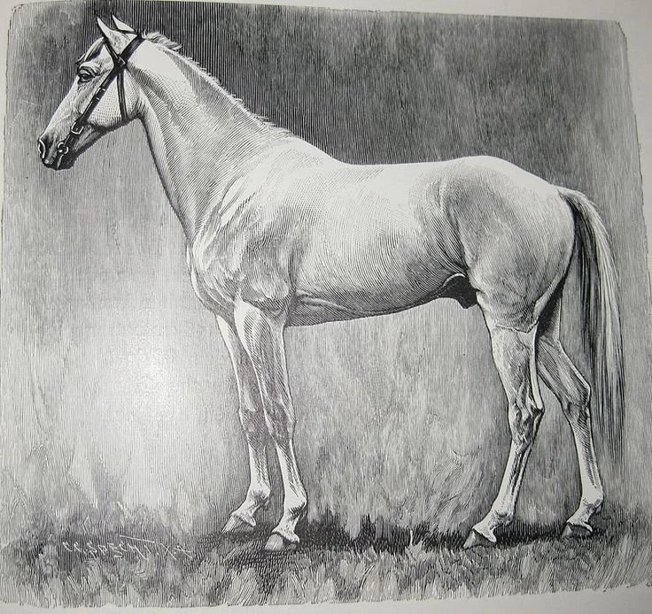 Ethiopia: The Abyssinian Horse