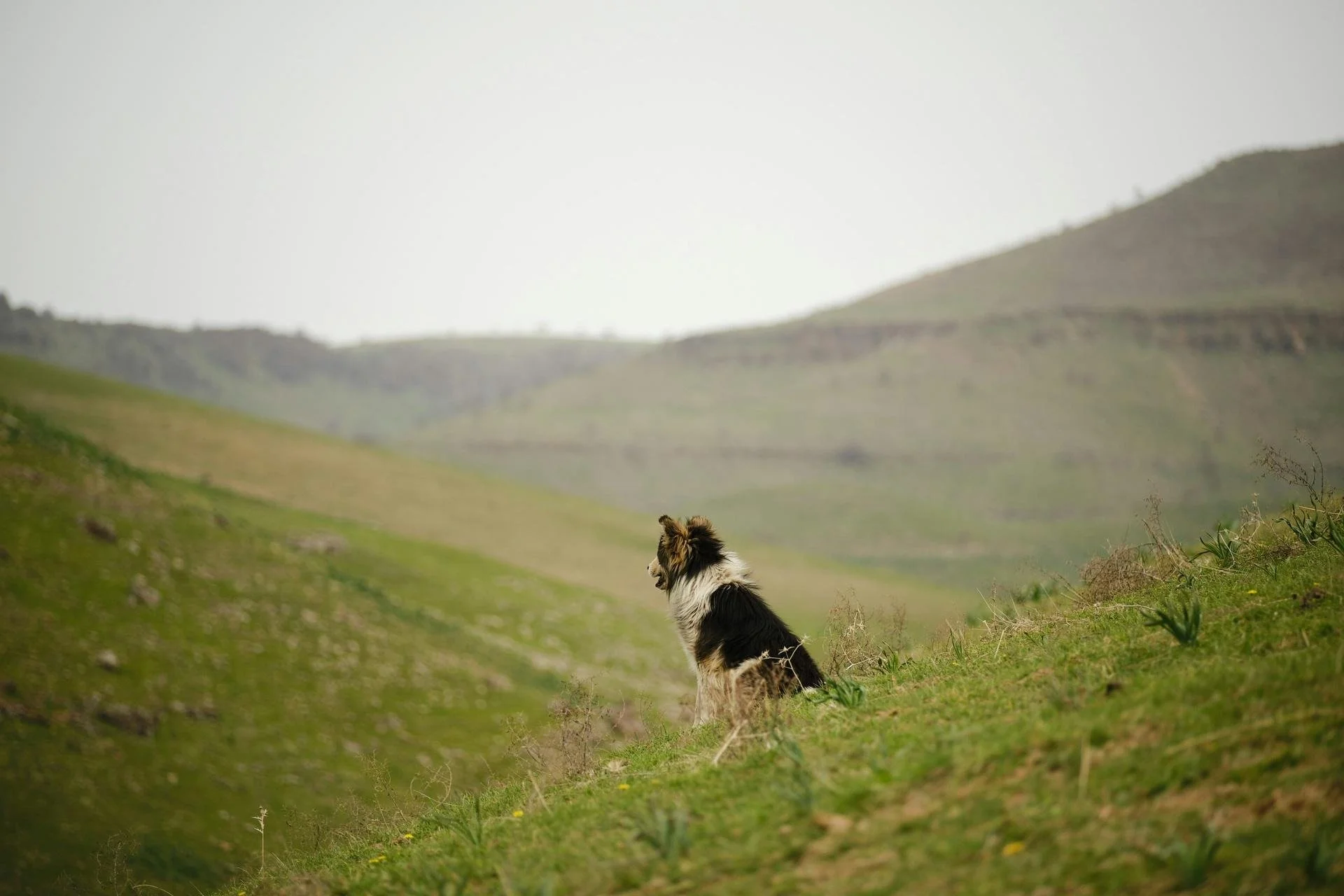 a collie sitting on a hill looking out to the hillsides in the background