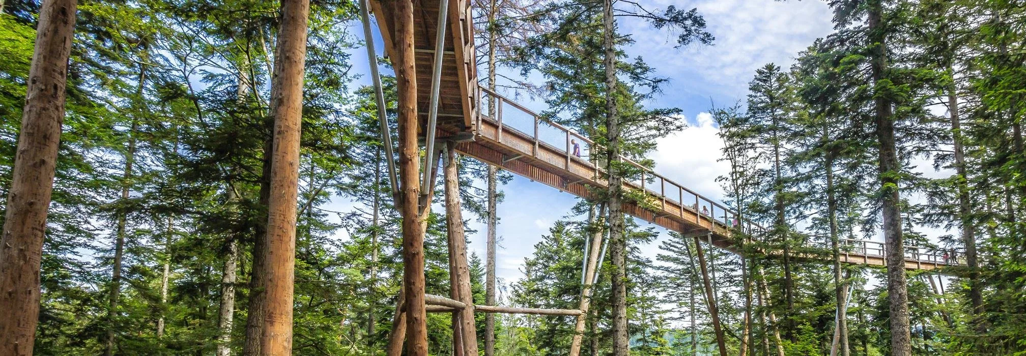 a wooden bridge with a backdrop of a green, pine-covered hillside