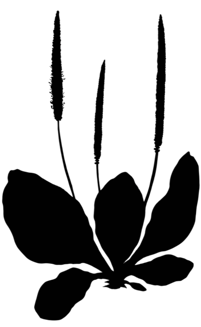 plantain natural medicine