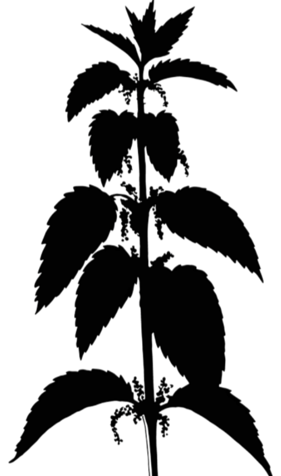 nettle natural medicine