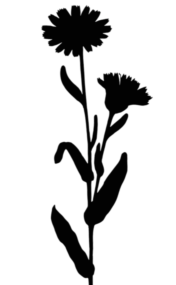 aster natural medicine