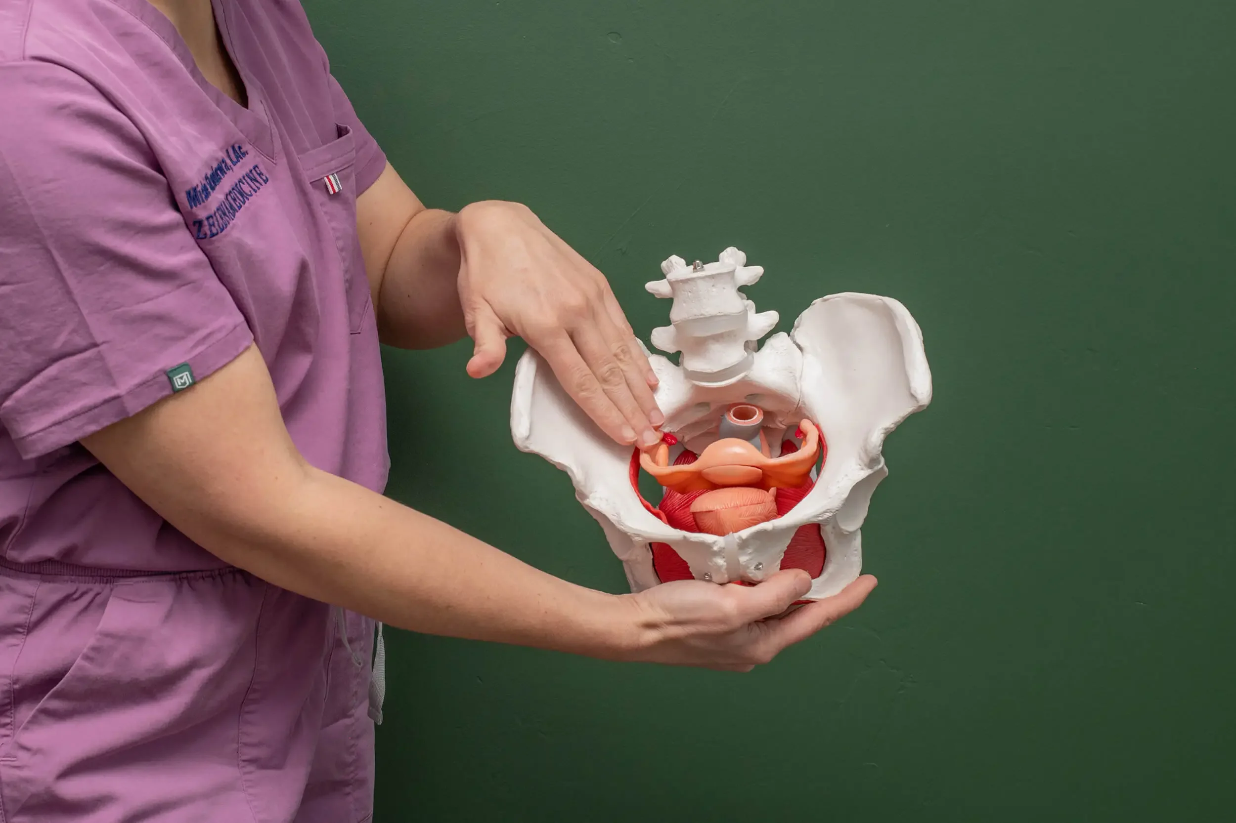 Mishe Skenderova, acupuncturist at Zelena Medicine in Basalt, Colorado holding a anatomical model of the human pelvis.
