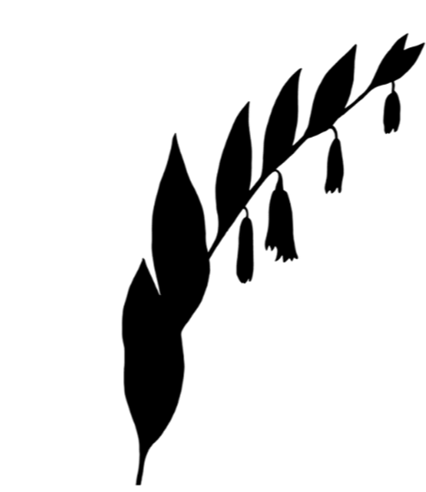 wild forest plant silhouette signifying natural medicine