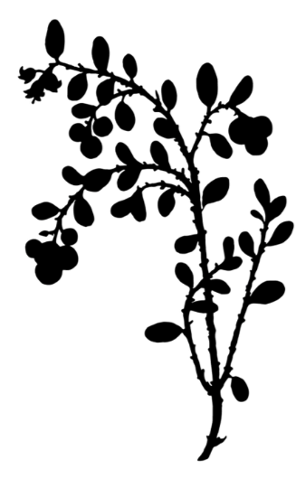 wild forest berry plant silhouette signifying natural medicine
