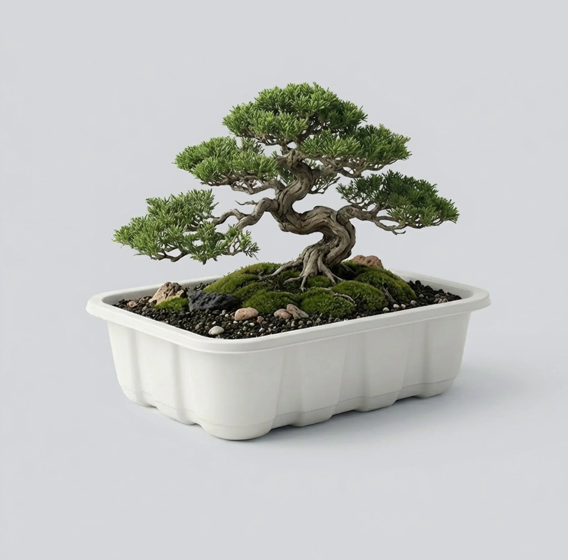 En bonsaiträd i en vit kruka med små stenar och moss, placerad på en vit bakgrund.