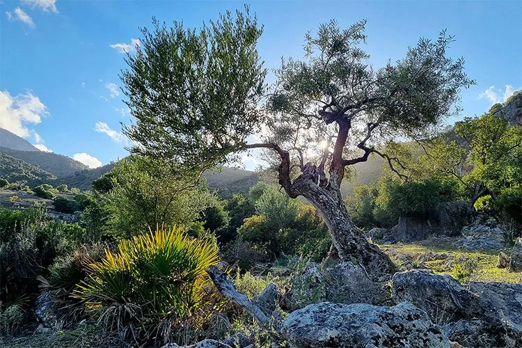 A landscape of a rocky hillside on a Spanish mountain farm with a twisted tree and green shrubs under a blue sky with some clouds.