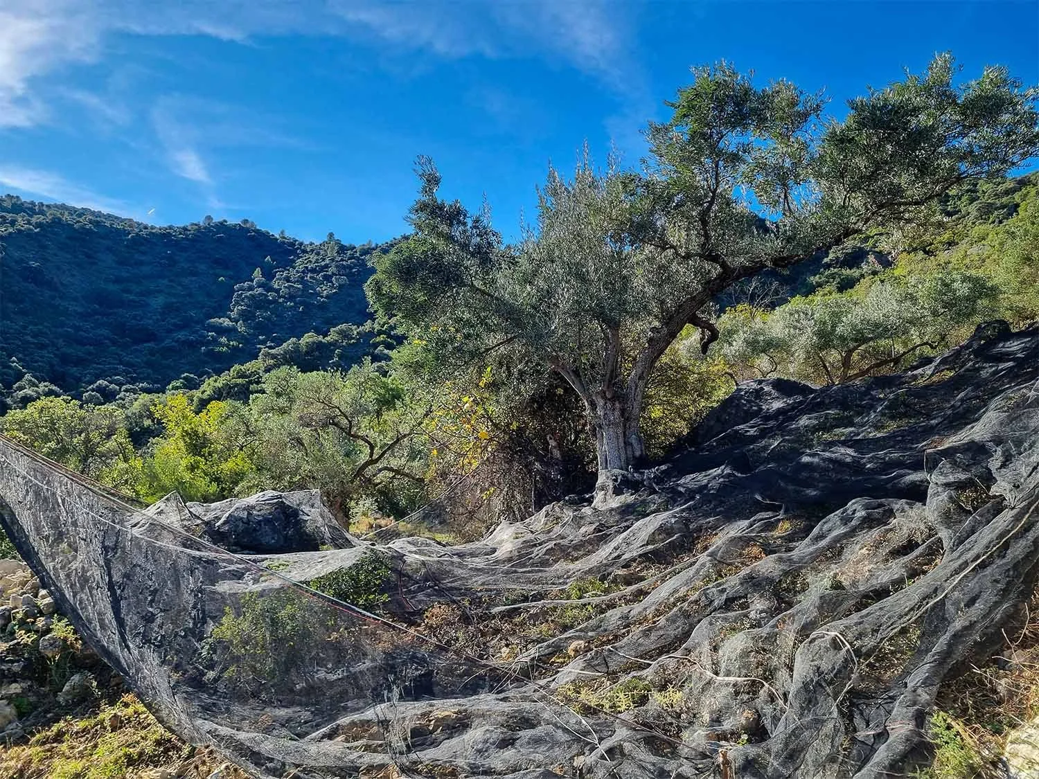 A mountain landscape with a tree growing on rocky terrain under a blue sky with some clouds.