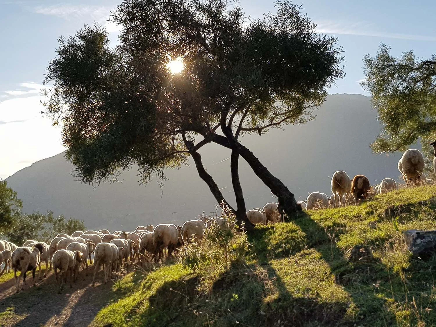 A flock of sheep grazing on a grassy hillside with trees and mountains in the background, as the sun sets behind a prominent tree.