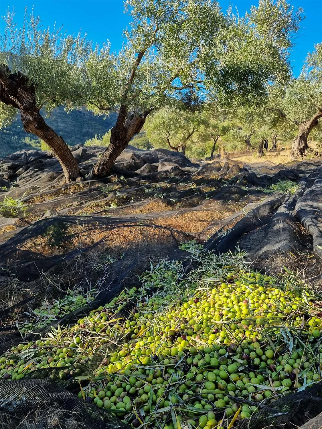 Olive trees on a slope with black netting on the ground capturing fallen olives.