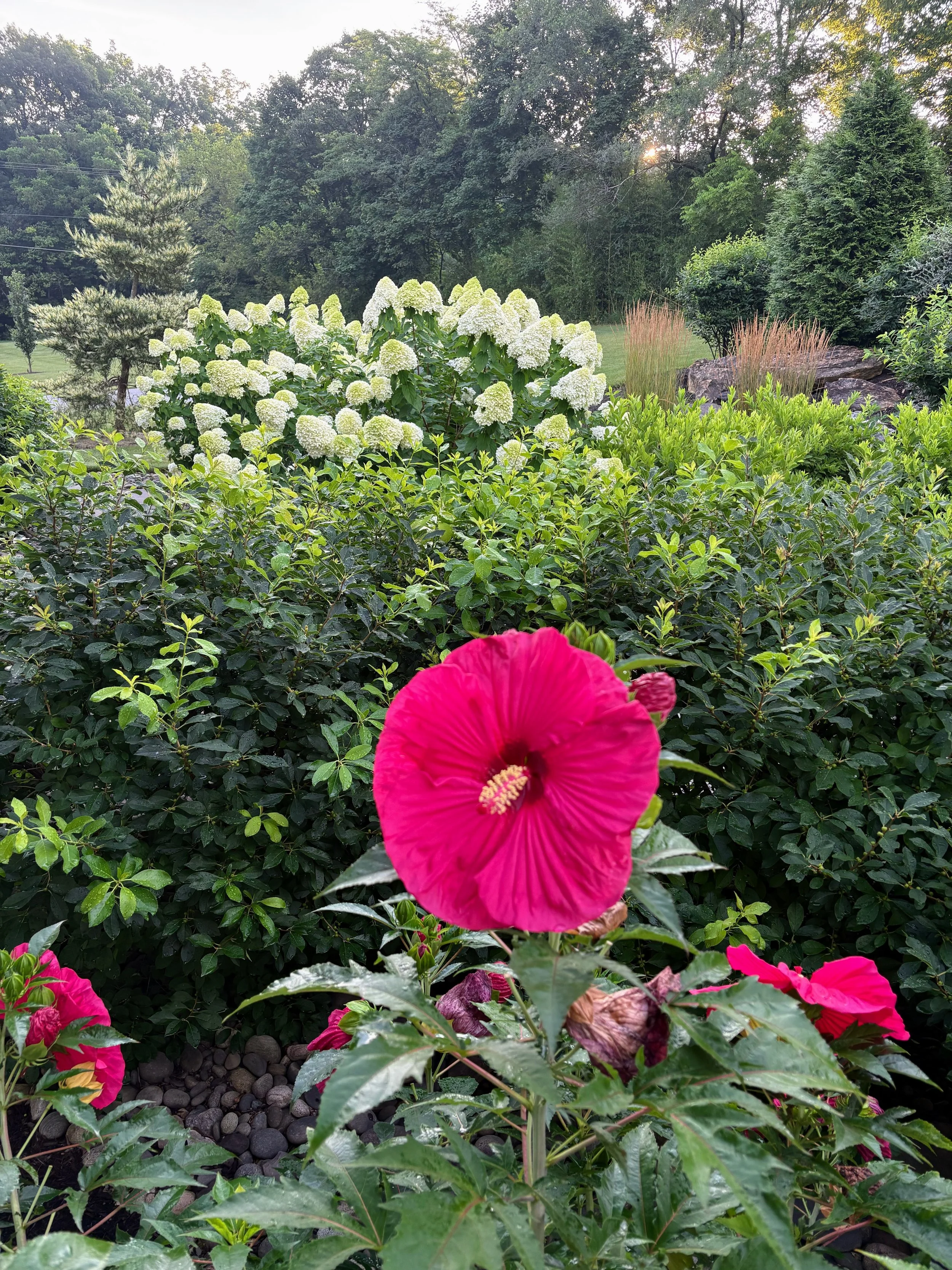 Bright pink hibiscus flower in the foreground of a lush garden, with white hydrangeas, various green shrubs, trees, and a rocky landscaped area in the background.