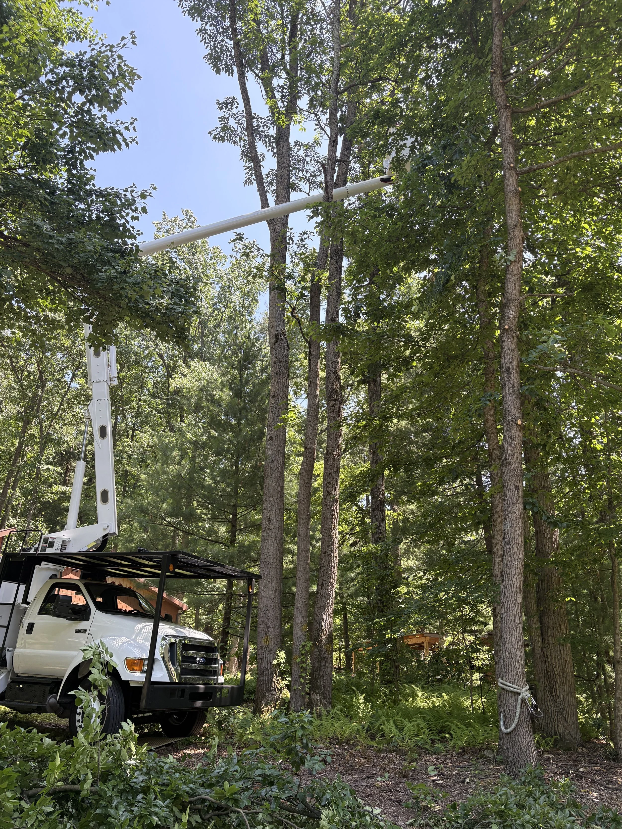 Tree Care