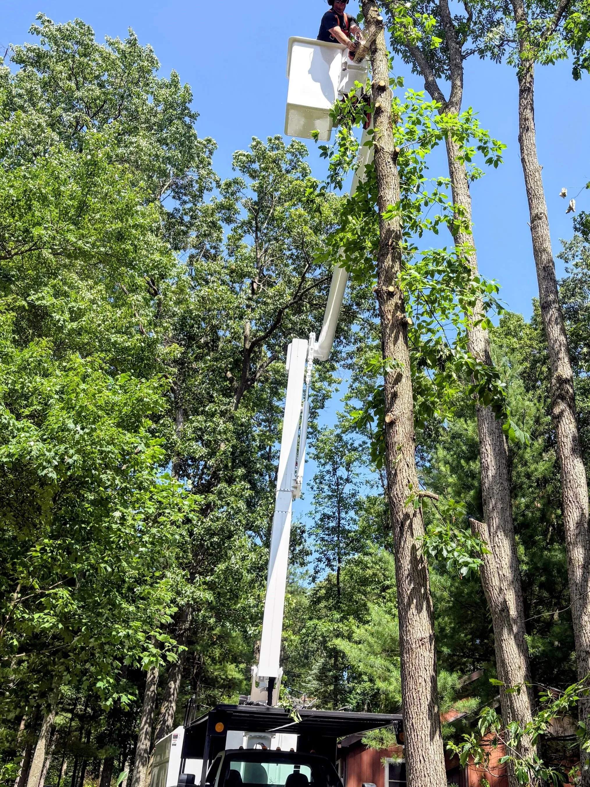 A person using a cherry picker bucket lift to trim or cut tree branches among tall green trees on a bright sunny day.