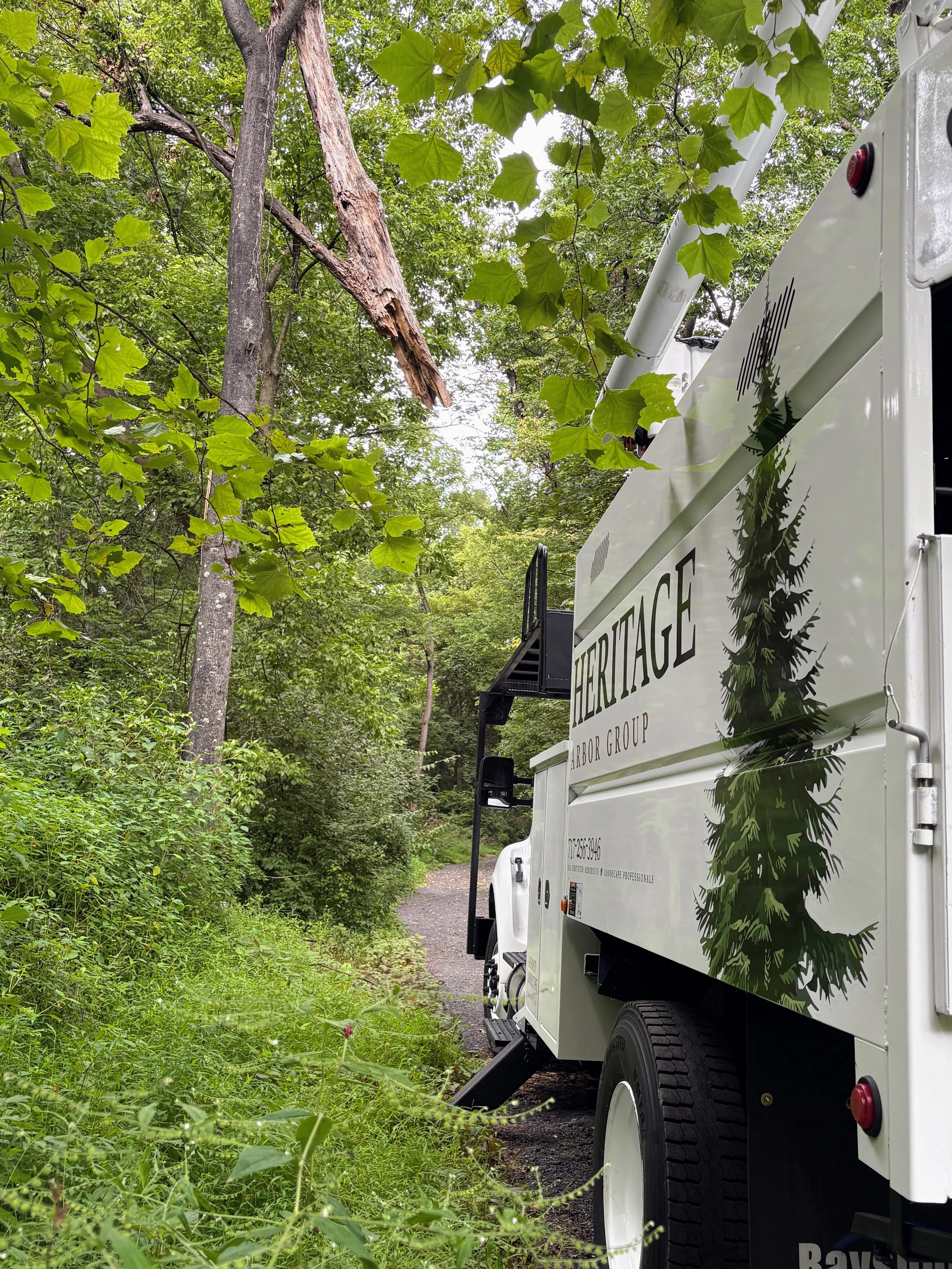 Tree branch and lush green leaves above a white utility truck parked on a narrow dirt path surrounded by dense greenery.