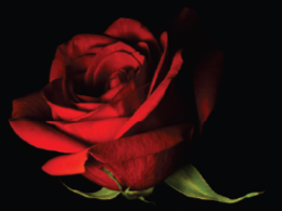 Rose Body Butter Cream