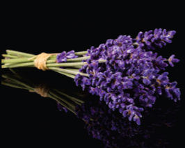 Lavender Body Butter Cream