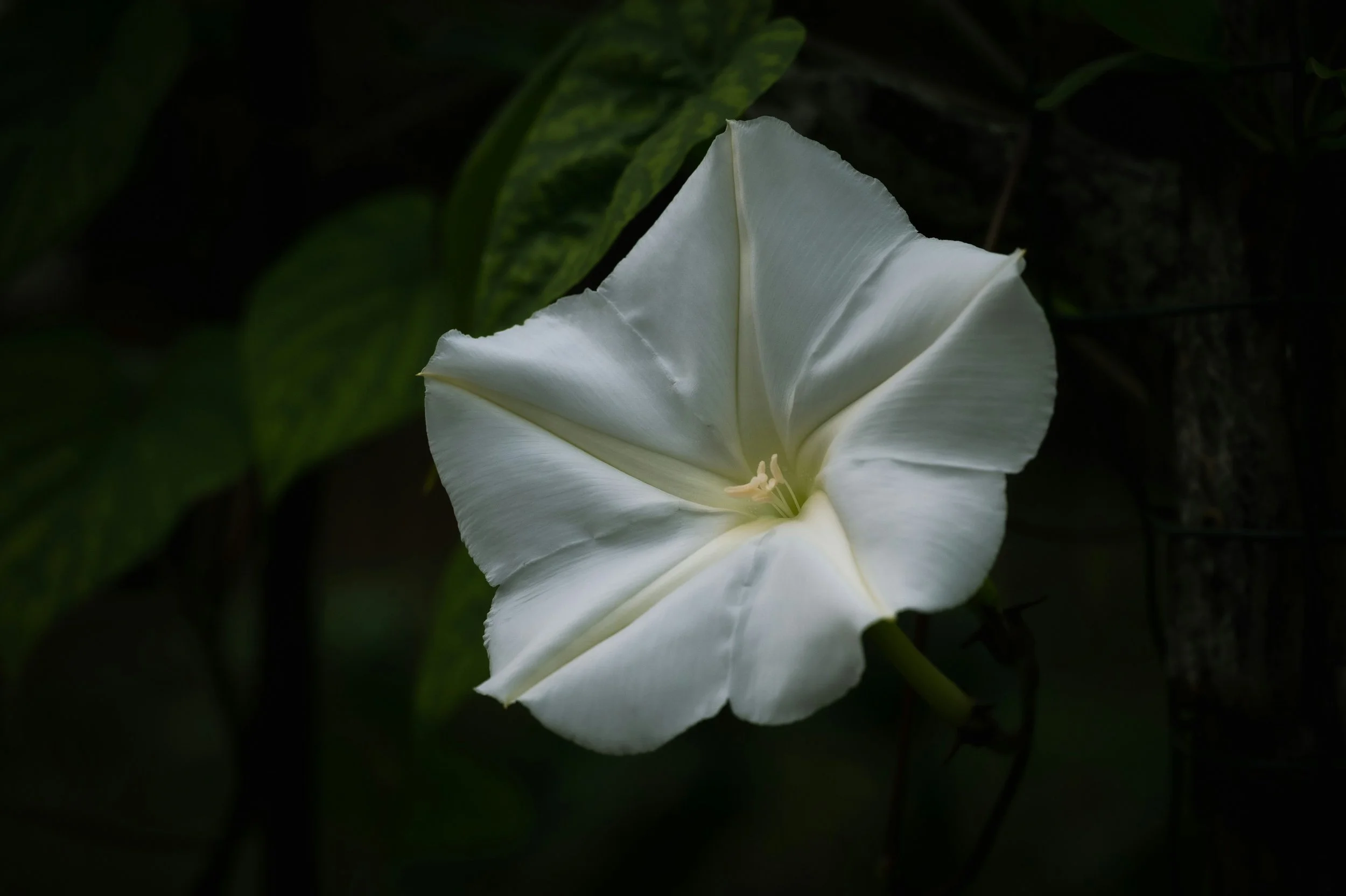 moonflower.jpg
