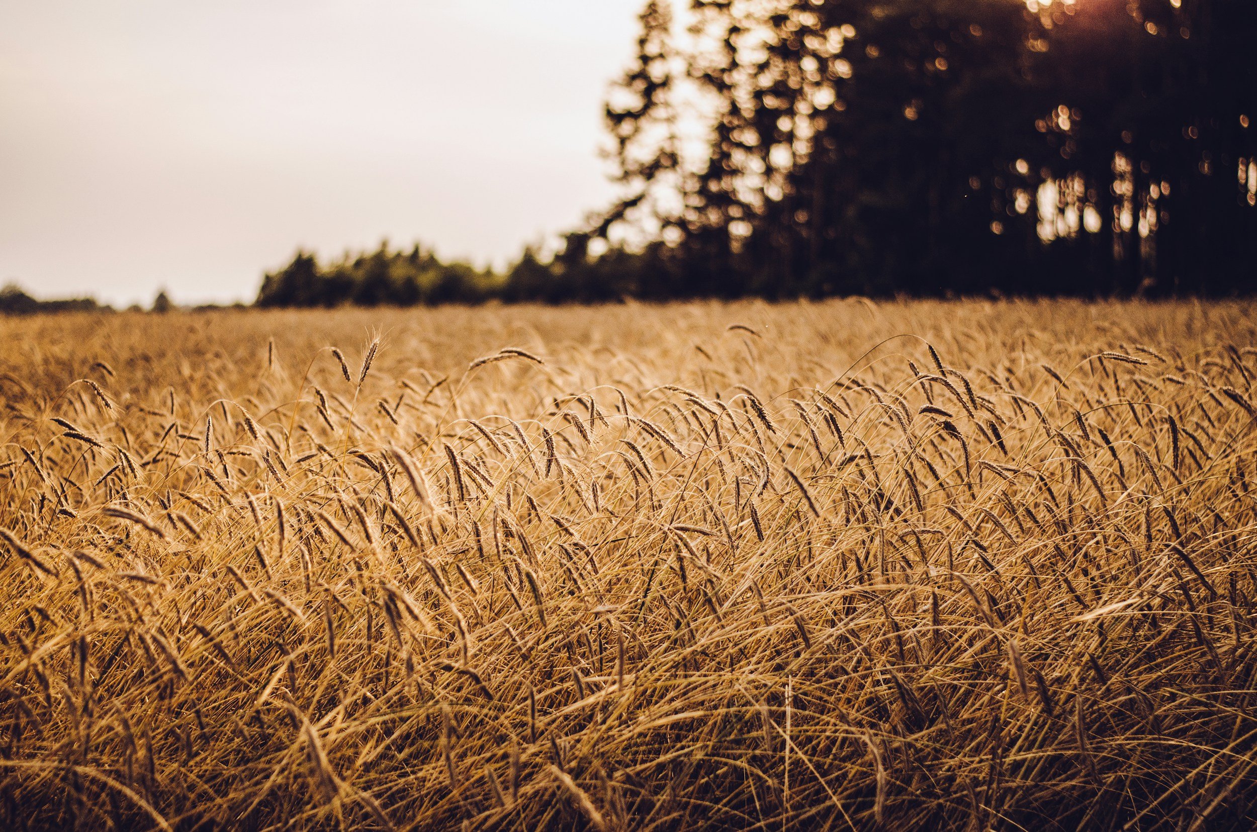 Field of wheat under a cloudy sky with trees in the background during sunset